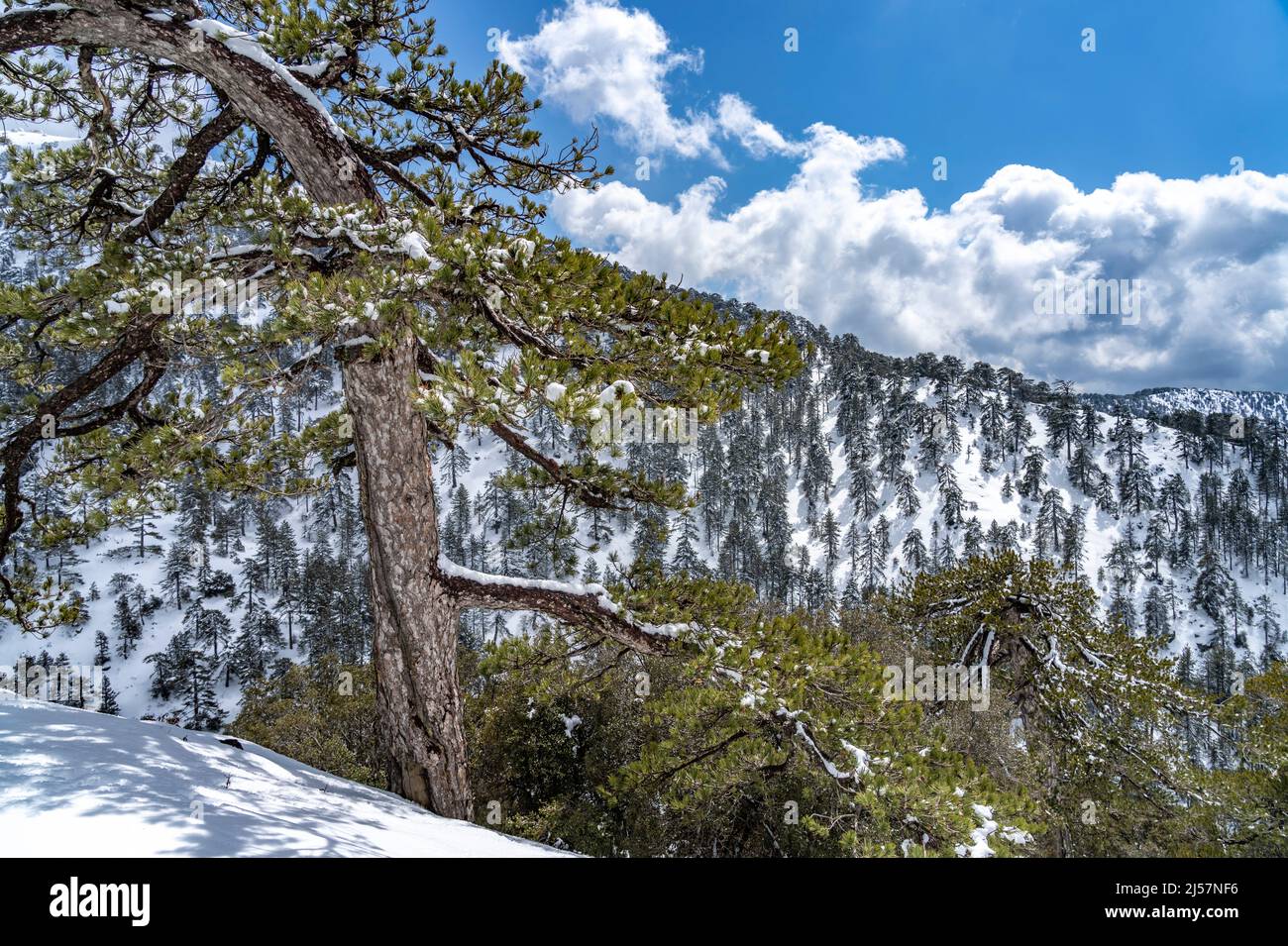 Verscheite Landschaft im Troodos-Gebirge in Trodoos, Zypern, Europa | Schneelandschaft des Troodos-Gebirges in Trodoos, Zypern, Europ Stockfoto