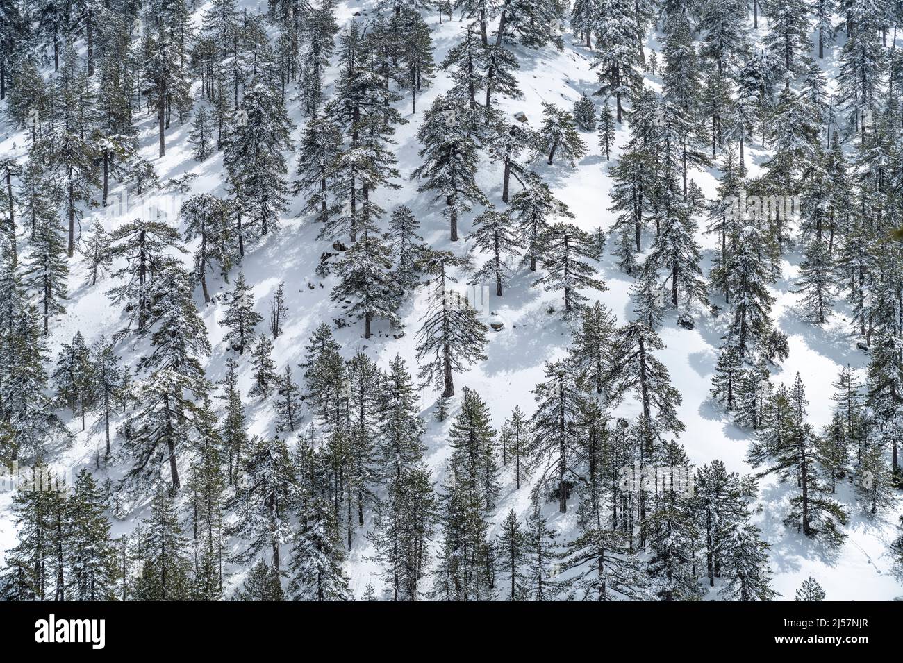 Verscheite Landschaft im Troodos-Gebirge in Trodoos, Zypern, Europa | Schneelandschaft des Troodos-Gebirges in Trodoos, Zypern, Europ Stockfoto