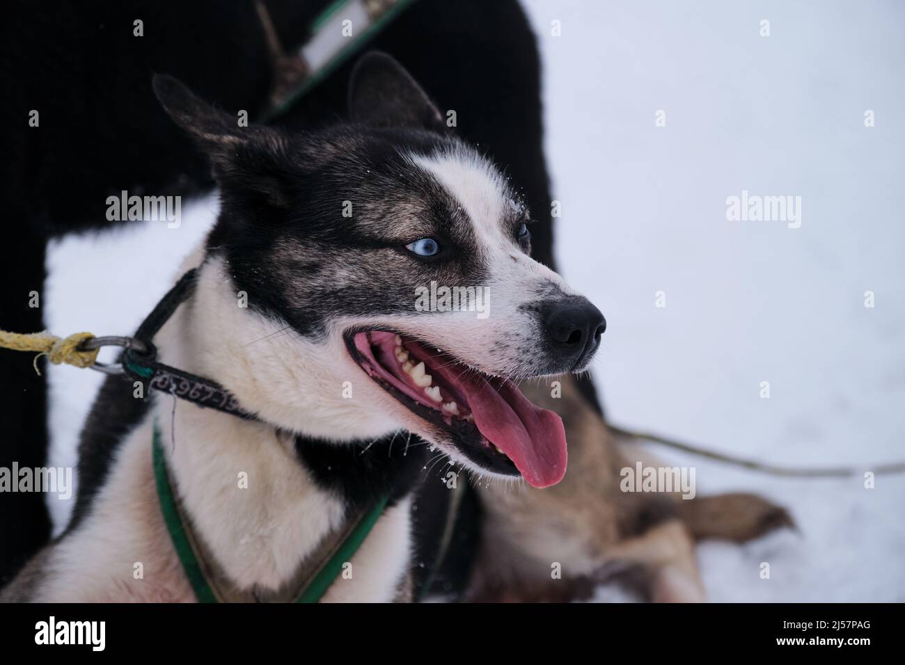 Schwarz-weißer Alaskan-Husky liegt auf Schnee im Geschirr und wartet auf den Start des Rennens. Nördliche Rasse von Schlittenhunden, stark und winterhart. Leuchtend blau ey Stockfoto