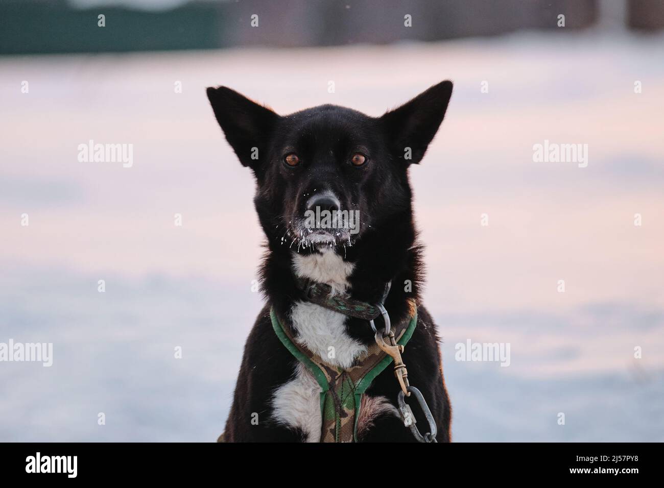 Schwarz-weißer Hund mit hervorstehenden Ohren und intelligenten braunen Augen Porträt Nahaufnahme. Die nördliche Schlittenhunderasse Alaskan Husky ist an Steak o angekettet Stockfoto