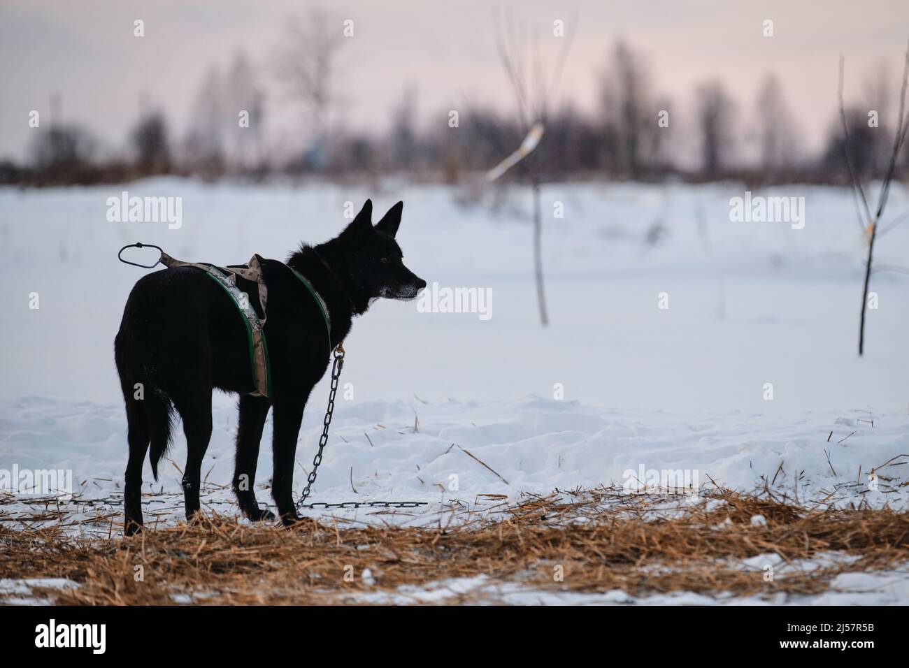 Schwarzer Hund mit grauer Schnauze in x-förmigem Geschirr steht mit Rücken und schaut weg. Die Nördliche Schlittenhunderasse Alaskan Husky ist zum Steak in s verkettet Stockfoto