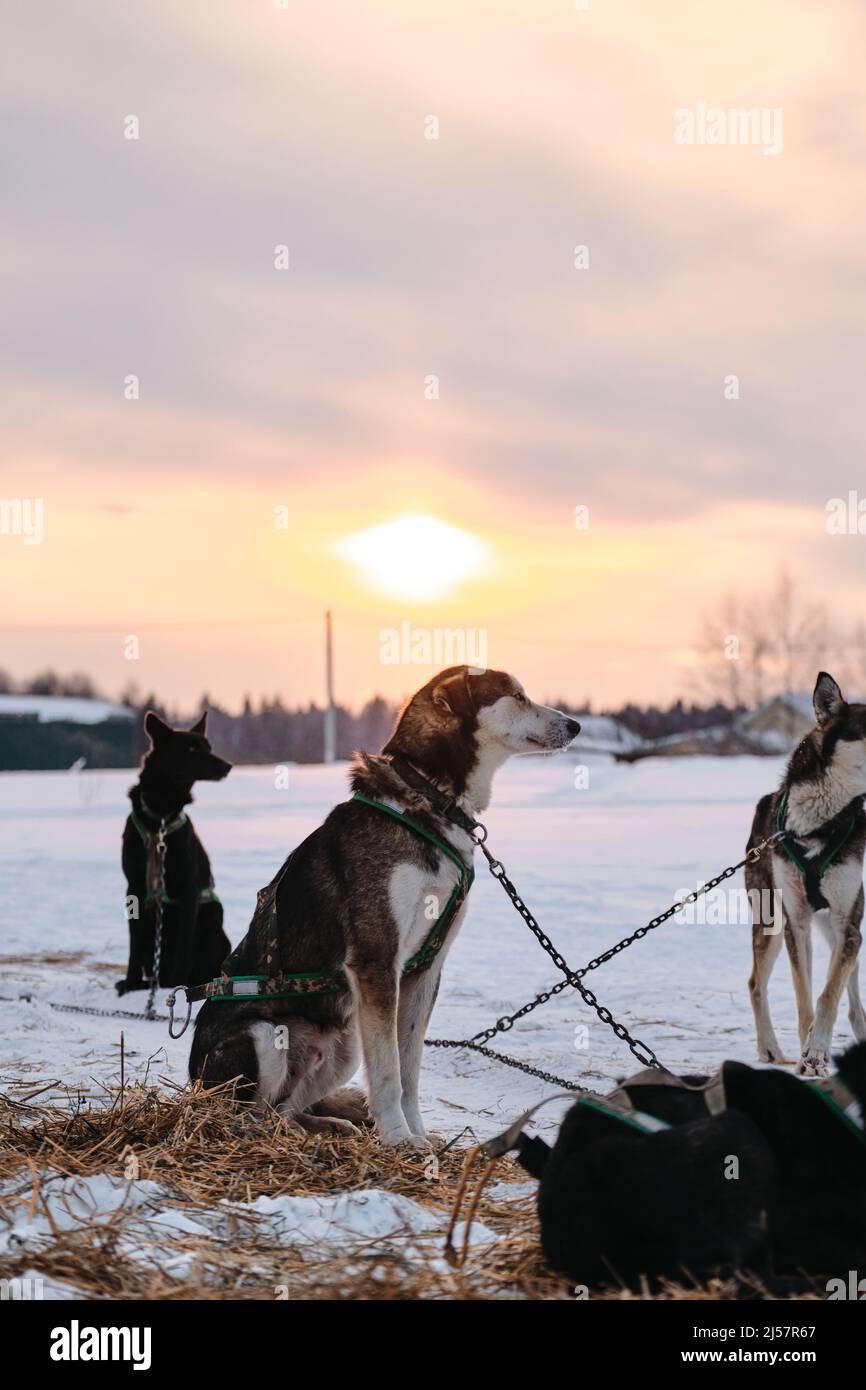 Hunde erhalten Kraftlauftraining. Die nördliche Schlittenhunderasse Alaskan Husky ist vor dem Start des Rennens daran gekettet, im Winter im Schnee zu steaks. Sportin Stockfoto
