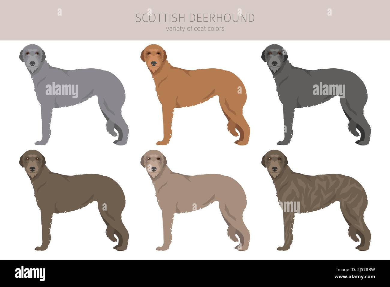Schottischer Deerhound-Clipart. Verschiedene Posen, Fellfarben eingestellt. Vektorgrafik Stock Vektor