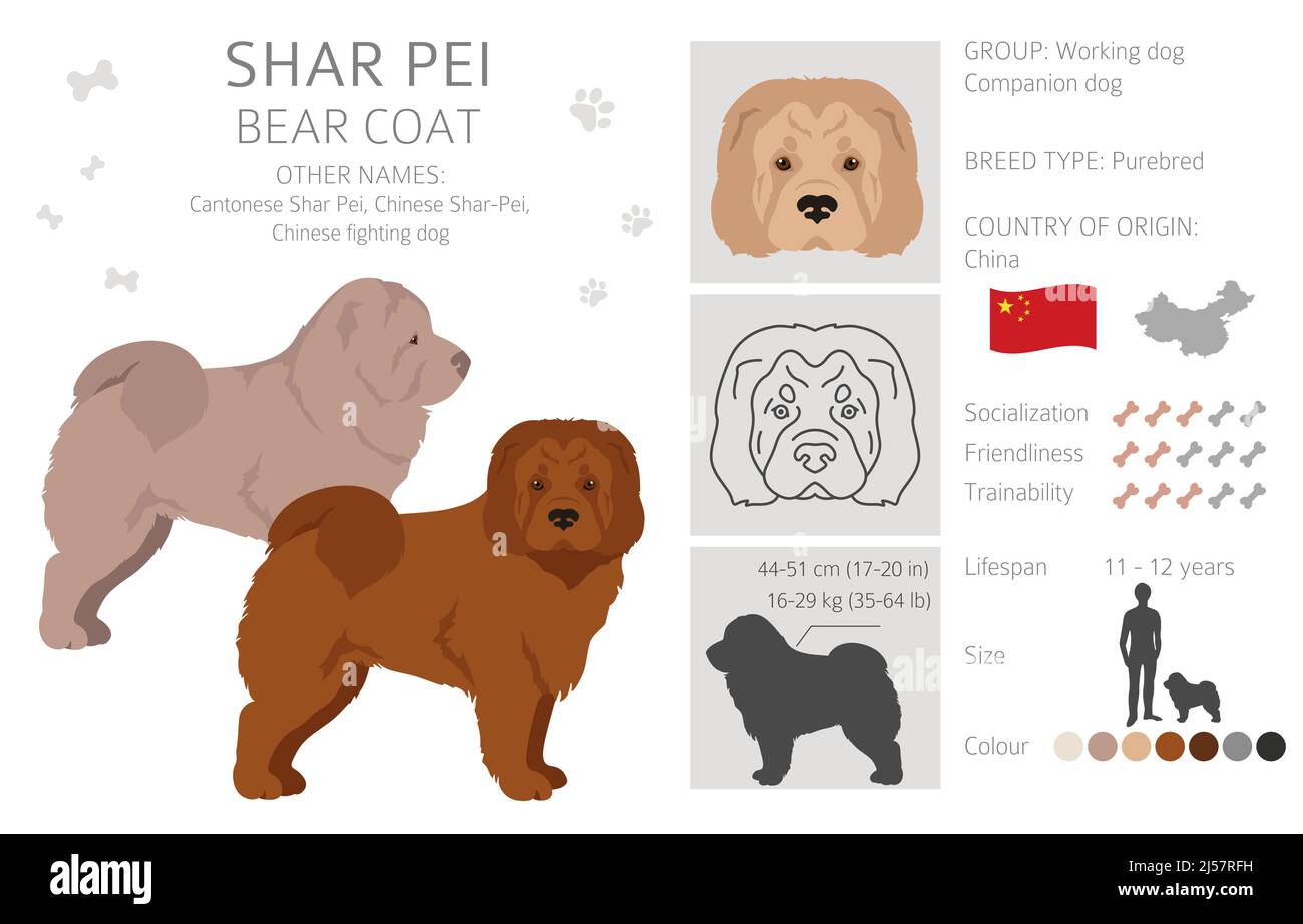 Shar Pei Bärenmantel Cliparts. Verschiedene Posen, Fellfarben eingestellt. Vektorgrafik Stock Vektor