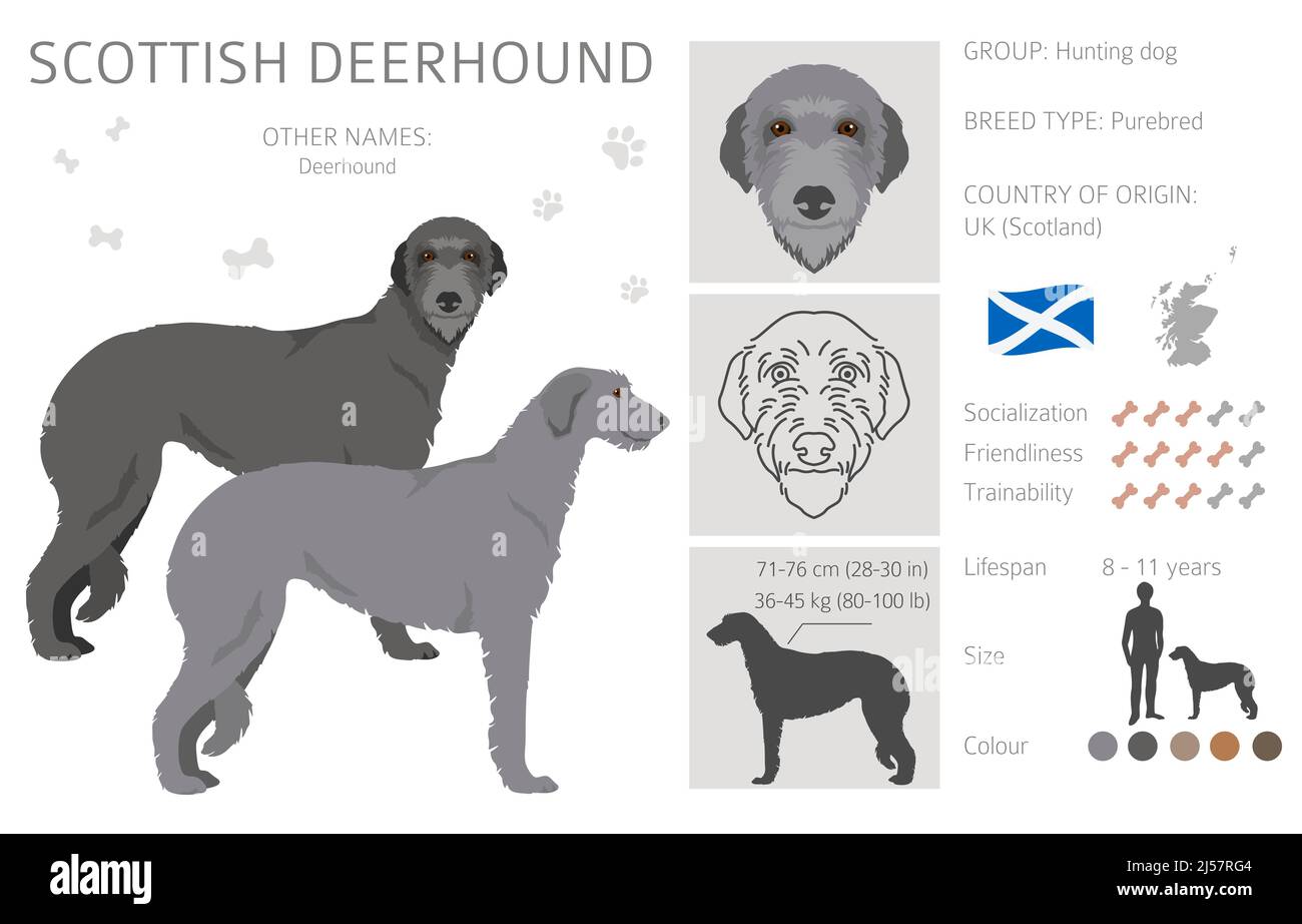 Schottischer Deerhound-Clipart. Verschiedene Posen, Fellfarben eingestellt. Vektorgrafik Stock Vektor