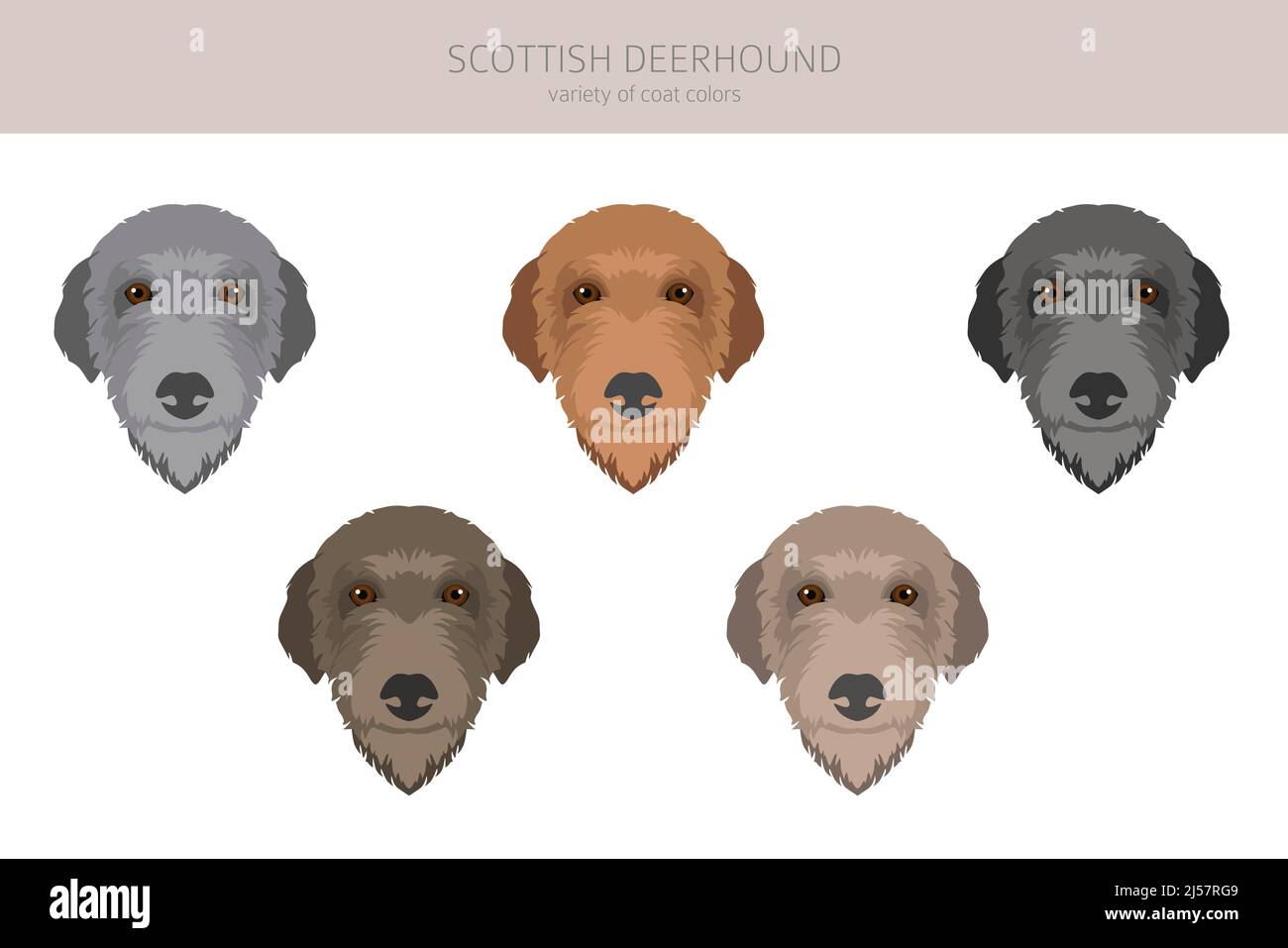 Schottischer Deerhound-Clipart. Verschiedene Posen, Fellfarben eingestellt. Vektorgrafik Stock Vektor