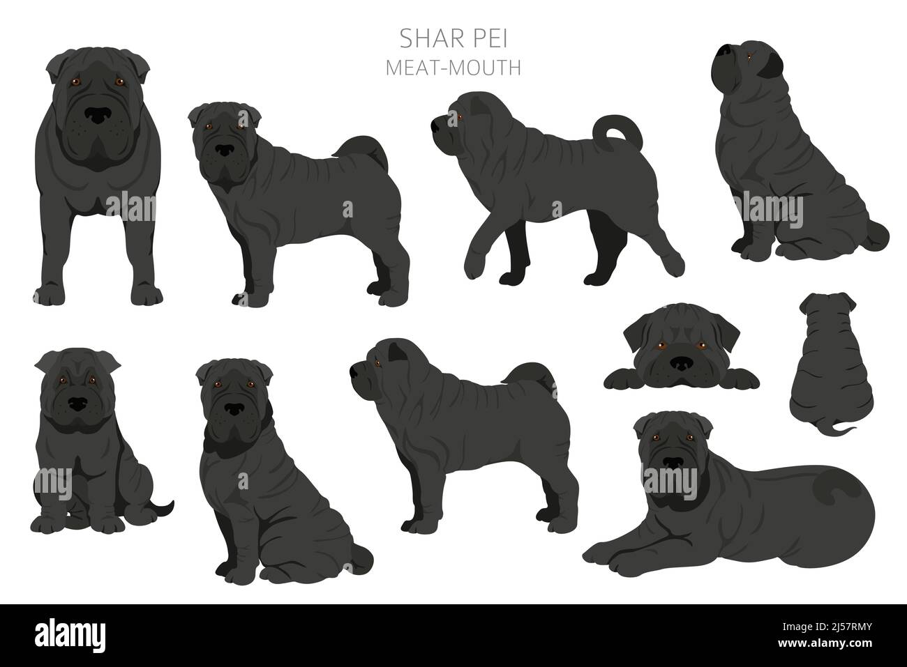 Shar Pei (modern) Fleisch Mund Cliparts. Verschiedene Posen, Fellfarben eingestellt. Vektorgrafik Stock Vektor