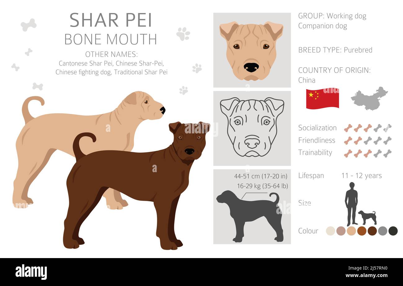 Shar Pei Knochenmaul-Clipart. Verschiedene Posen, Fellfarben eingestellt. Vektorgrafik Stock Vektor