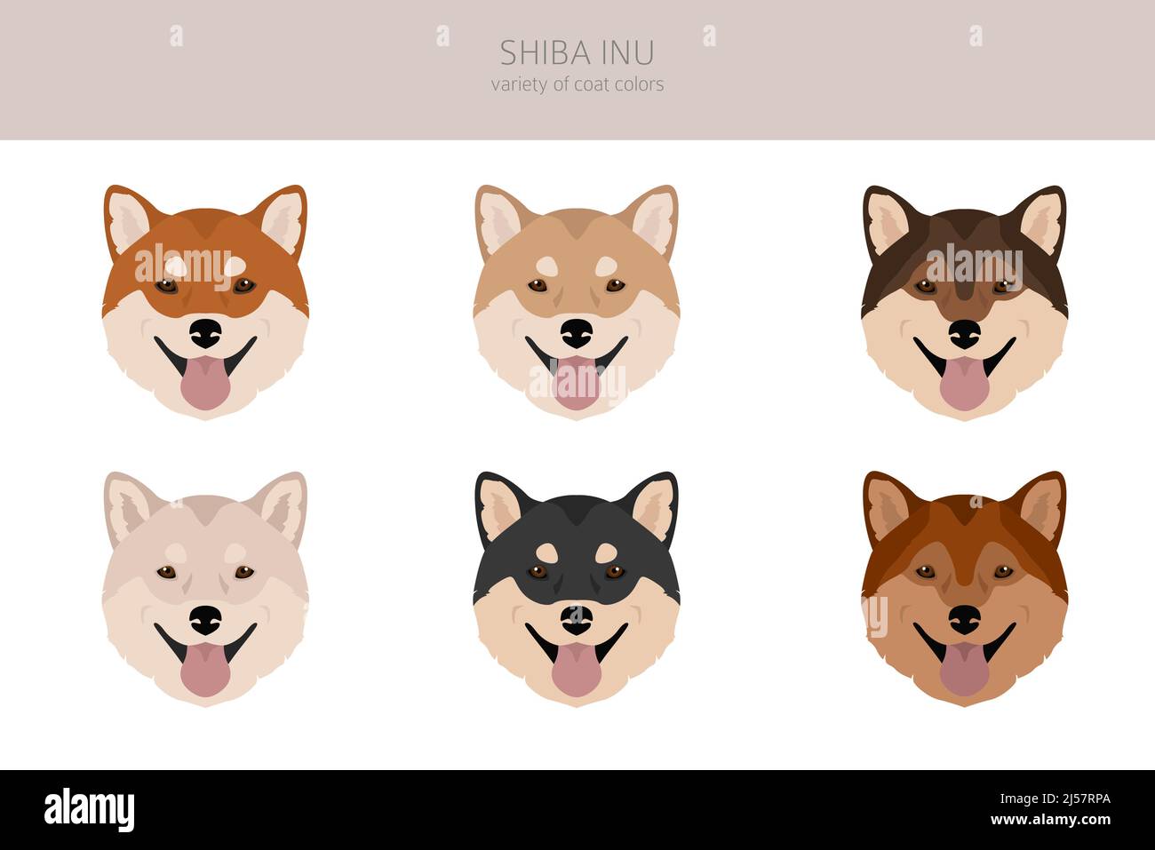 Shiba Inu, japanische kleine Größe Hund Mantel Farben, verschiedene Posen  Cliparts. Vektorgrafik Stock-Vektorgrafik - Alamy