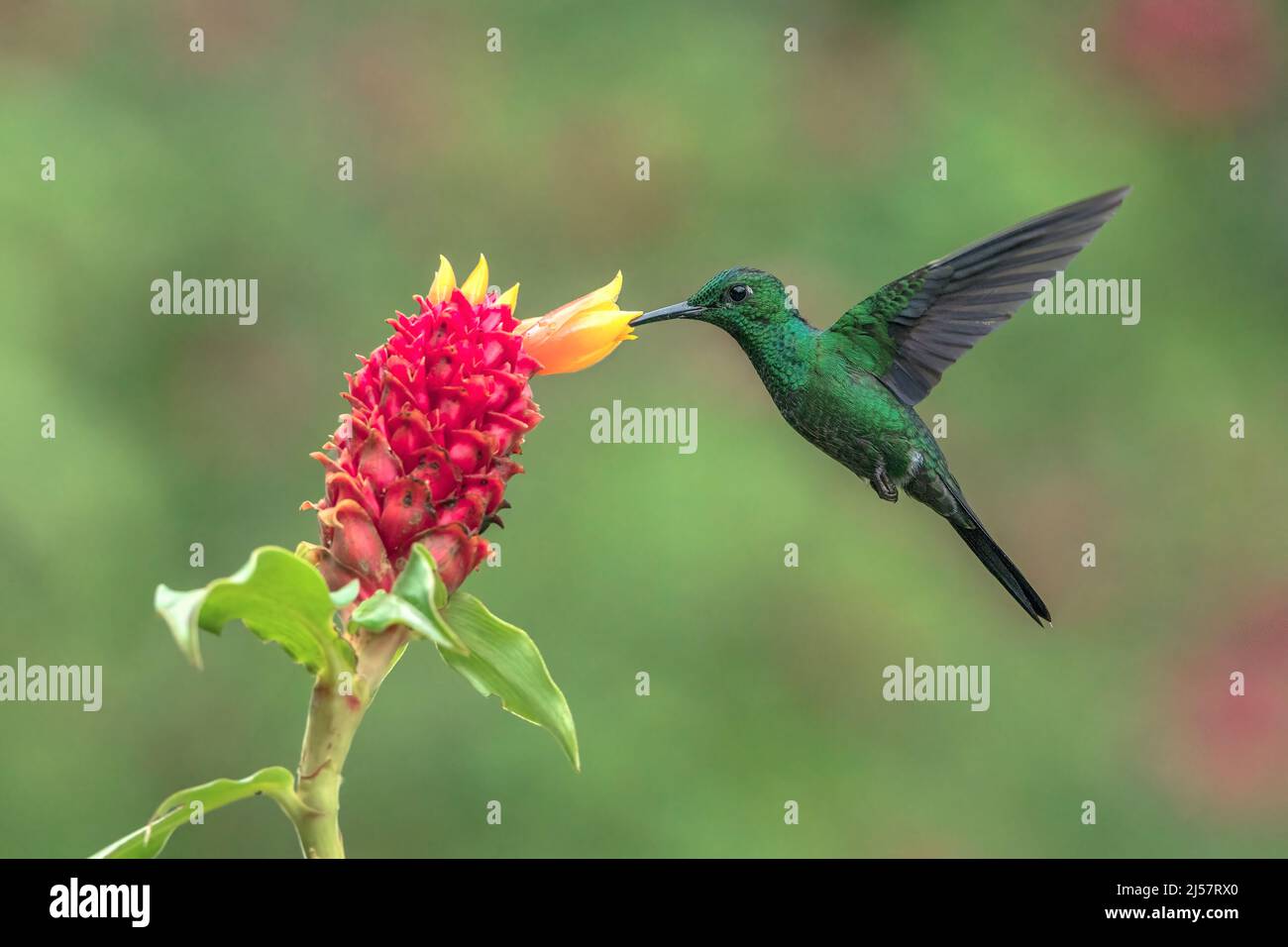 Grün-gekrönter brillanter Kolibri, Heliodoxa-Jacula, alleinerwachsener Rüde, der während der Fütterung an der tropischen Blume in Costa Rica schwebt Stockfoto