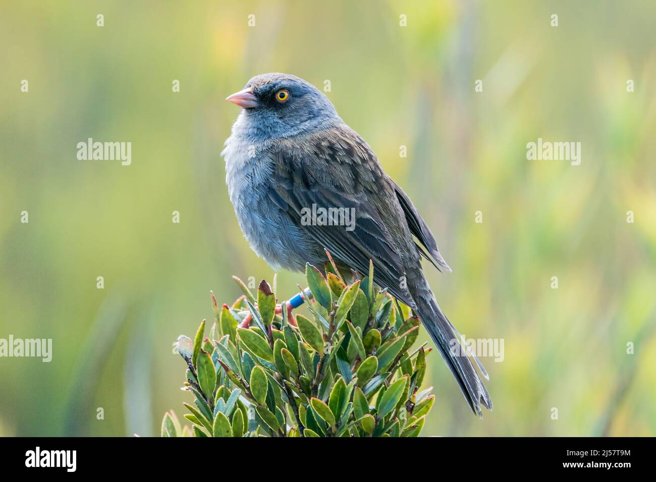 Vulkan junco, Junco vulcani, alleinerziehend auf Busch in Paramo Habitat, Costa Rica Stockfoto