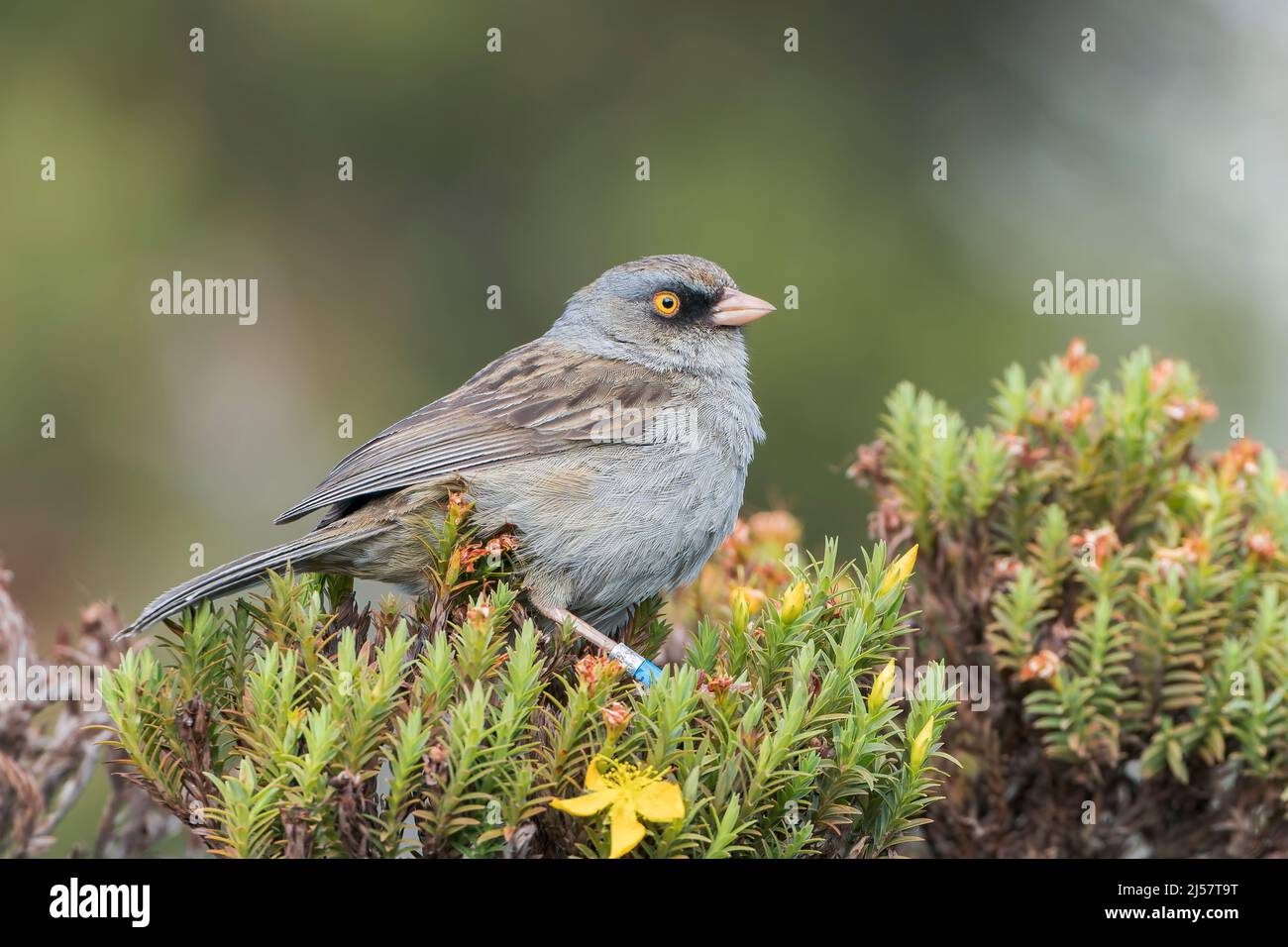 Vulkan junco, Junco vulcani, alleinerziehend auf Busch in Paramo Habitat, Costa Rica Stockfoto