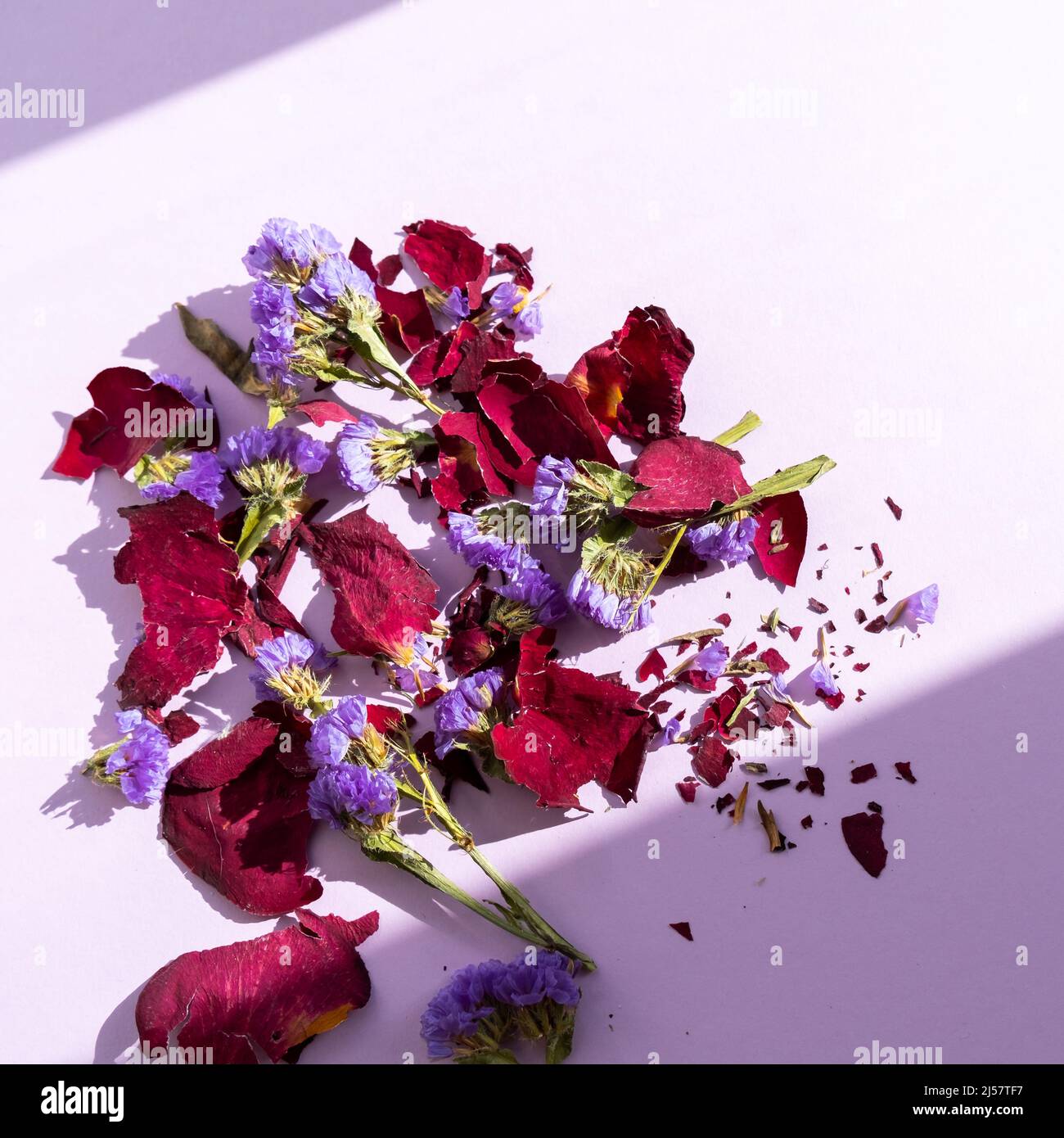 Getrocknete lila Blüten und Rosenblätter auf dem violetten Hintergrund Stockfoto