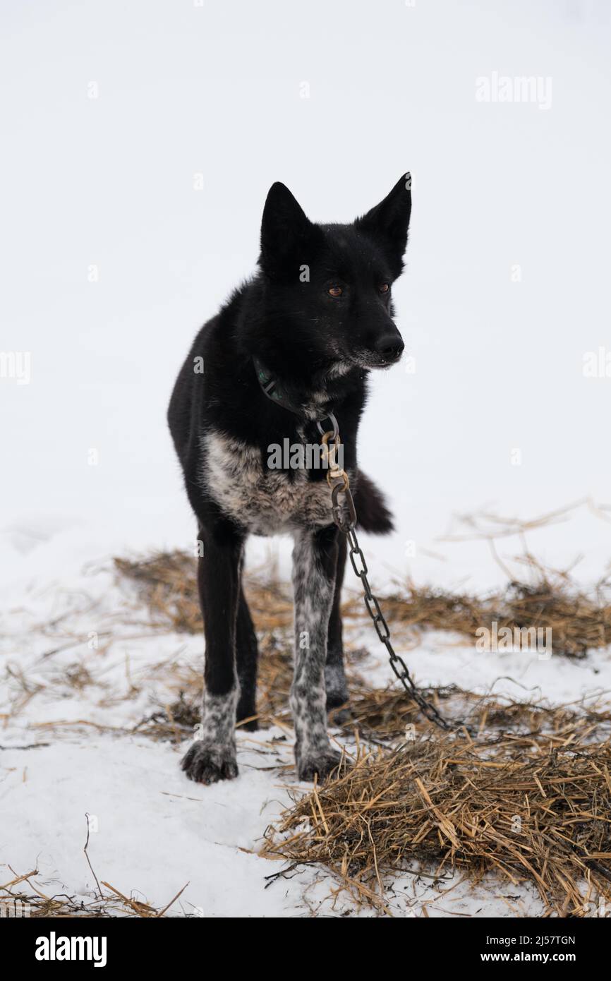 Die nördliche Schlittenhunderasse ist Alaskan Husky stark energisch und winterhart. Schwarzer Hund mit grauer Schnauze und weißen Flecken auf seiner Pfote ist an speziellen Chai gebunden Stockfoto