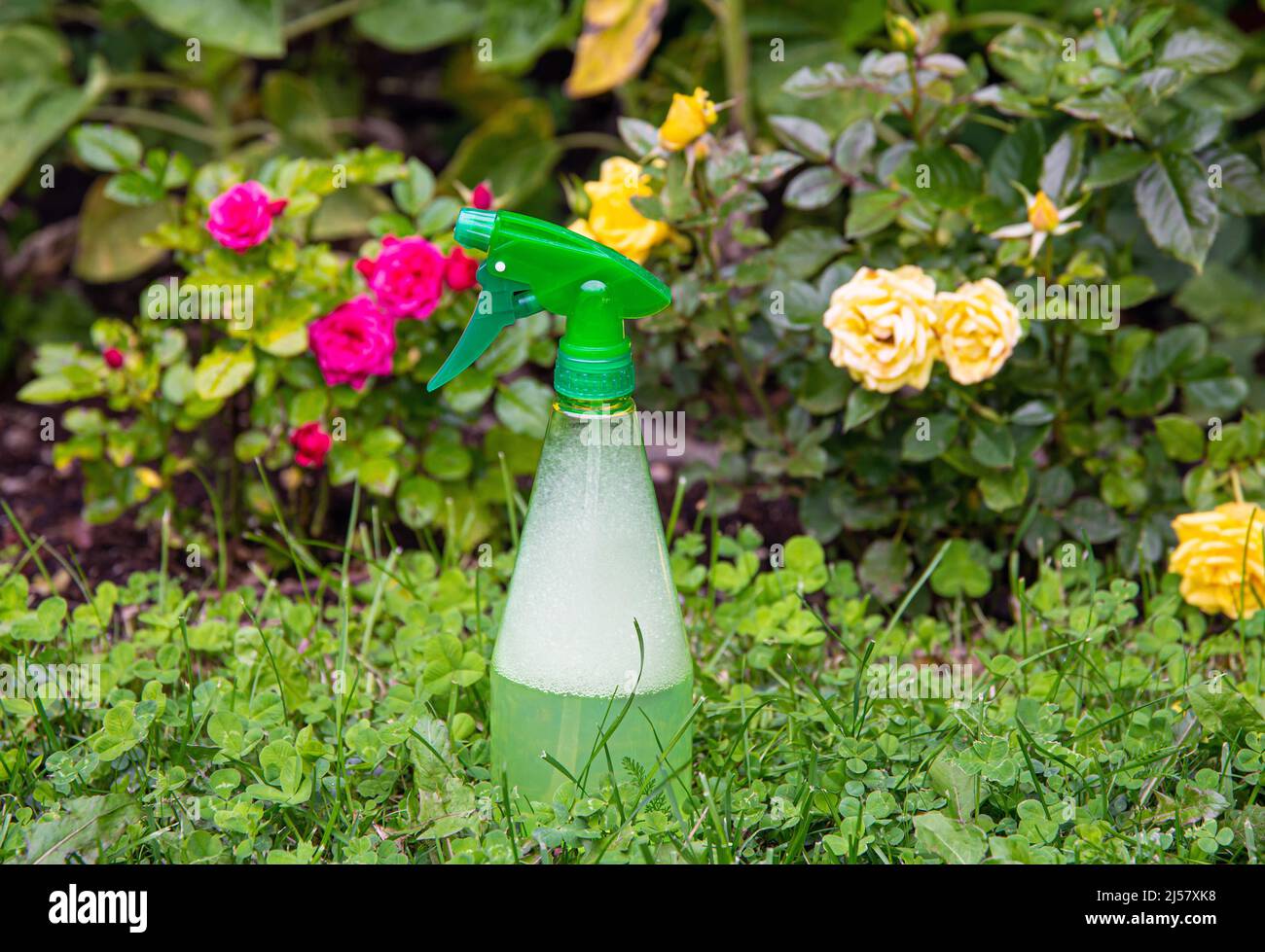 Mit hausgemachtem Insektizid-Insektenspray im Hausgarten, um Rosen vor Insekten oder Pilzen zu schützen. Stockfoto