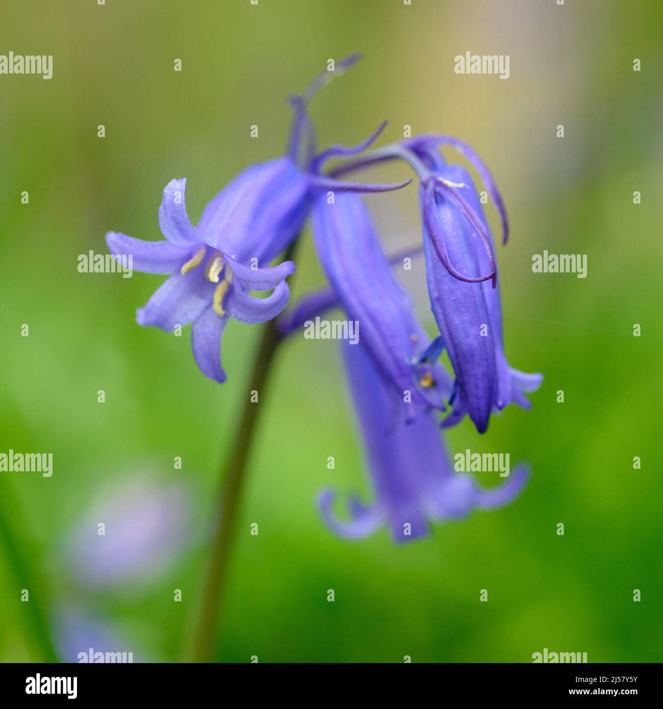 Bluebell-Blüten (Hyacinthoides non-scripta) Stockfoto