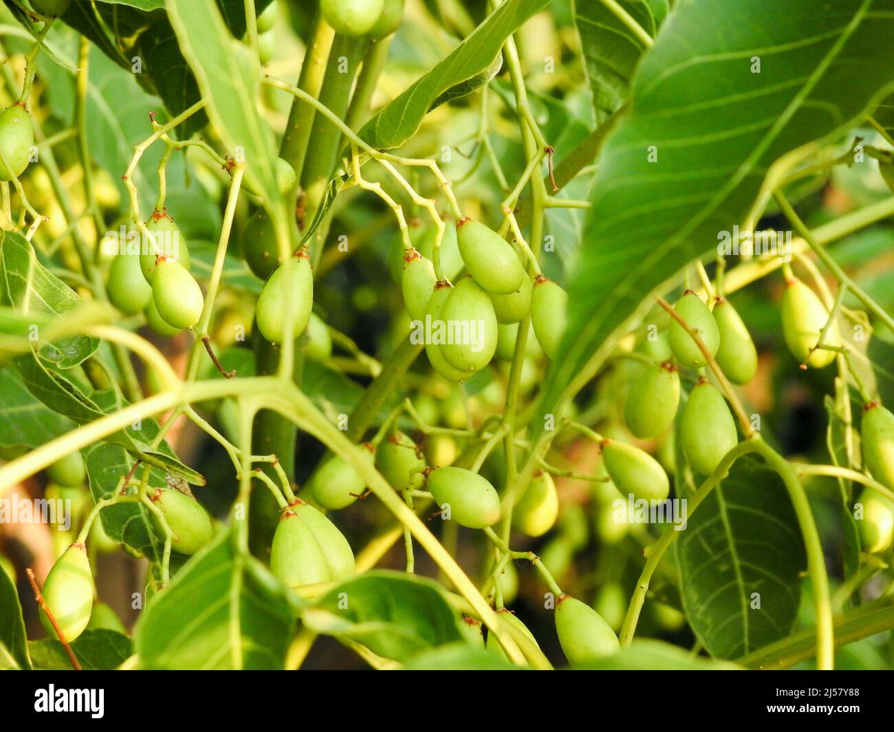 Indische Fliedersamen, Früchte und Blätter. Azadirachta indica, allgemein bekannt als Neem, Nimtree oder indische Flieder, ist ein Baum in der Familie der Mahagoni Meliaceae. Stockfoto