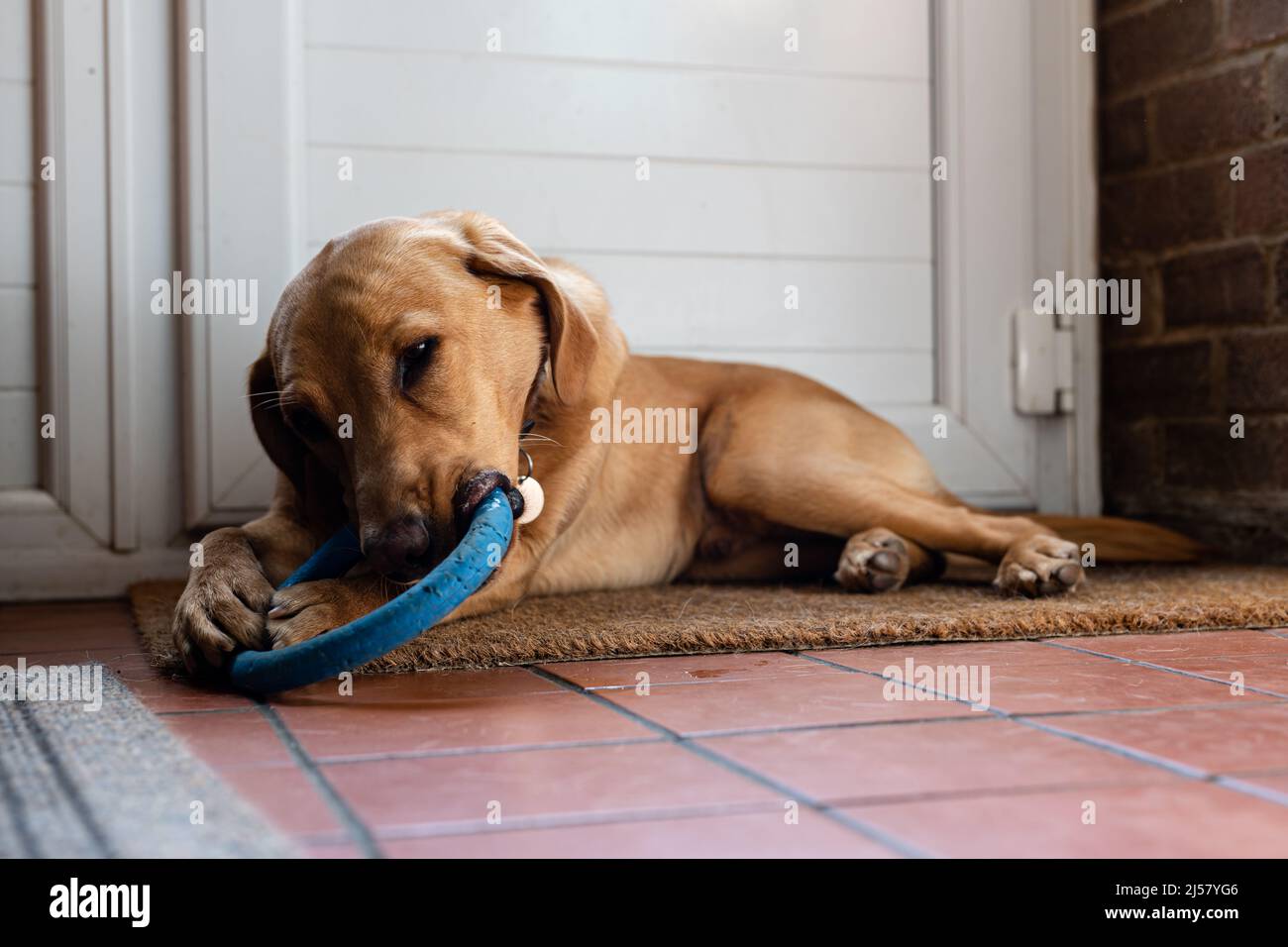 Ein Labrador-Welpe kaut auf einem Kaugummi-Kauspielzeug, um Zahnschmerzen zu lindern und ihn zu stimulieren und zu unterhalten Stockfoto