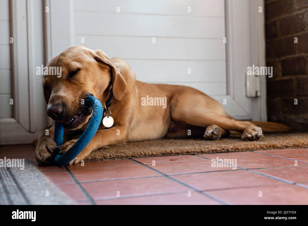 Ein Labrador-Welpe kaut auf einem Kaugummi-Kauspielzeug, um Zahnschmerzen zu lindern und ihn zu stimulieren und zu unterhalten Stockfoto