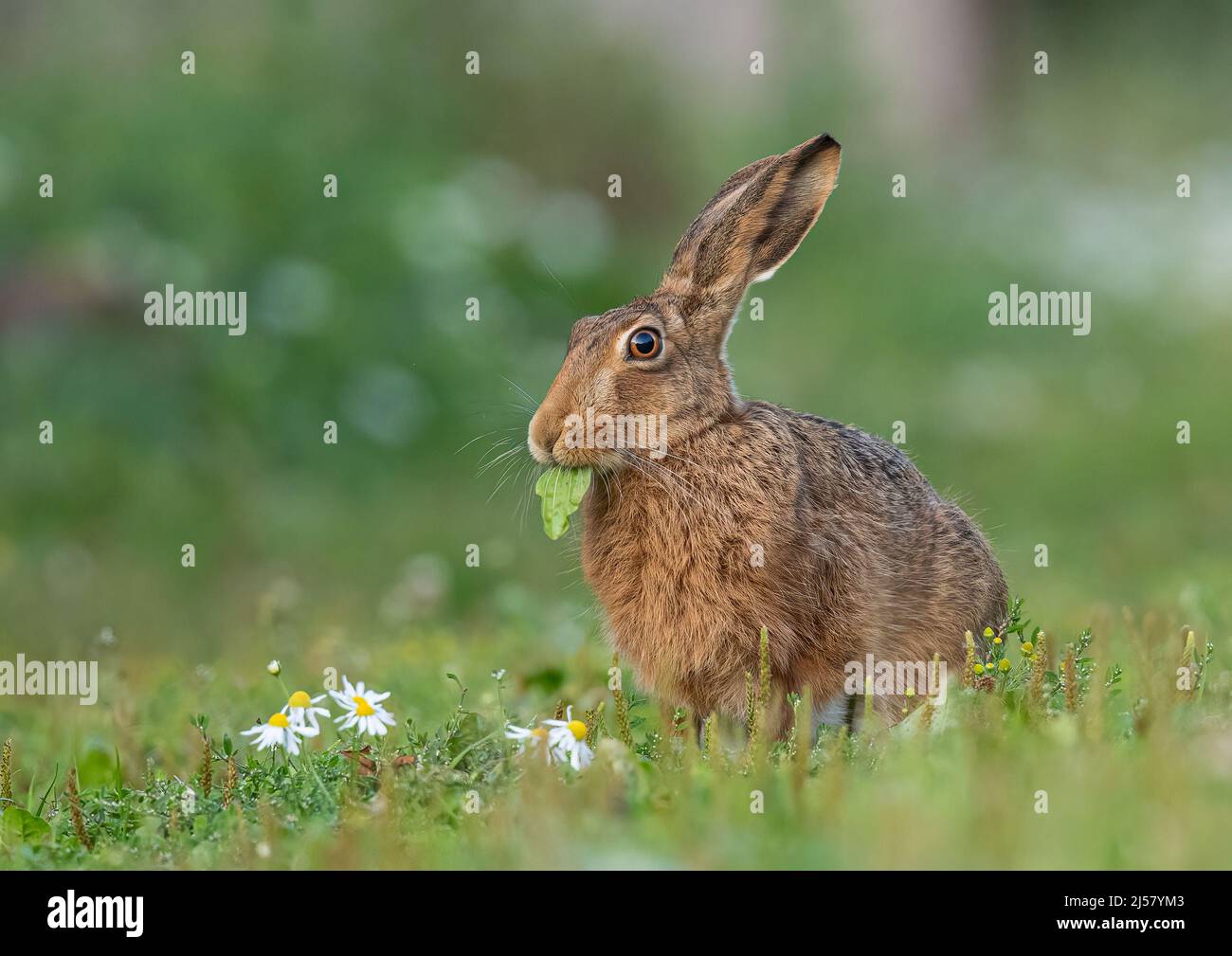 Ein brauner Hasen mit großen hellen Augen, der einen leckeren Snack eines großen Blattes hatte, während er in den Gänseblümchen saß. Suffolk, Großbritannien Stockfoto