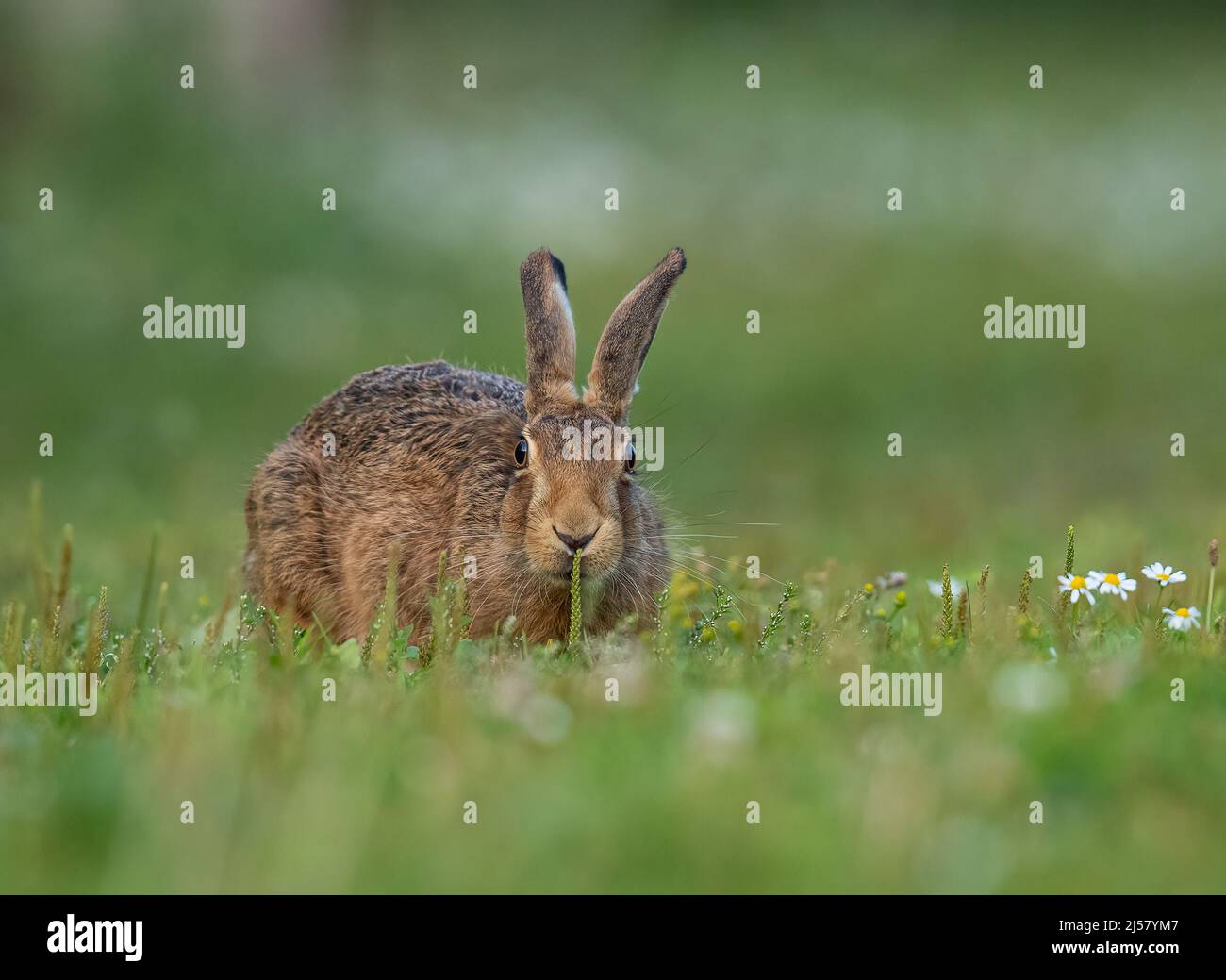 Ein brauner Hasen mit großen, hellen Augen, der überprüft, ob eine Pflanze gut ist, um unter den Gänseblümchen zu essen. Suffolk, Großbritannien Stockfoto