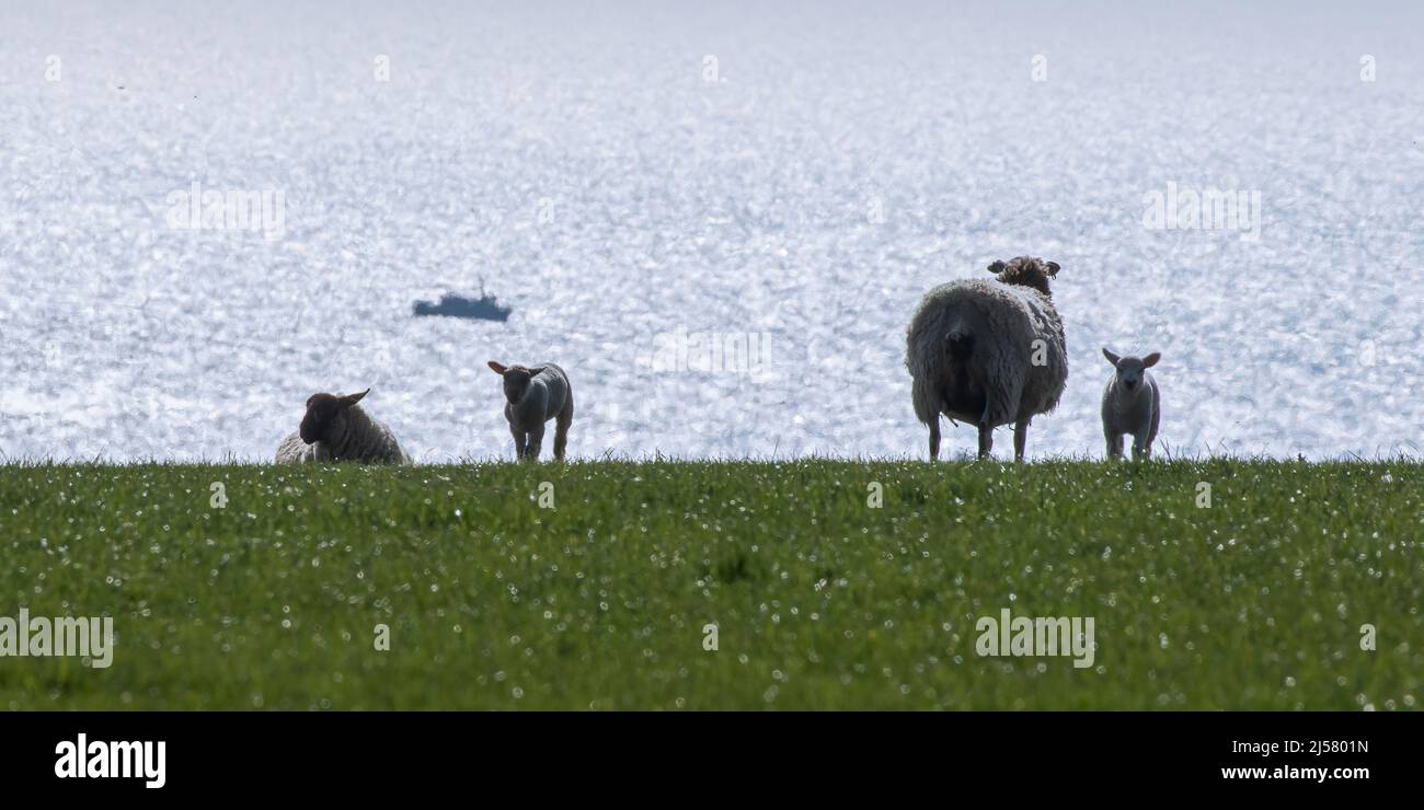 Blick auf das Meer . Ragen Sie Schafe auf tauem Gras gegen das schimmernde Wasser des Ärmelkanals. Sussex, Großbritannien Stockfoto