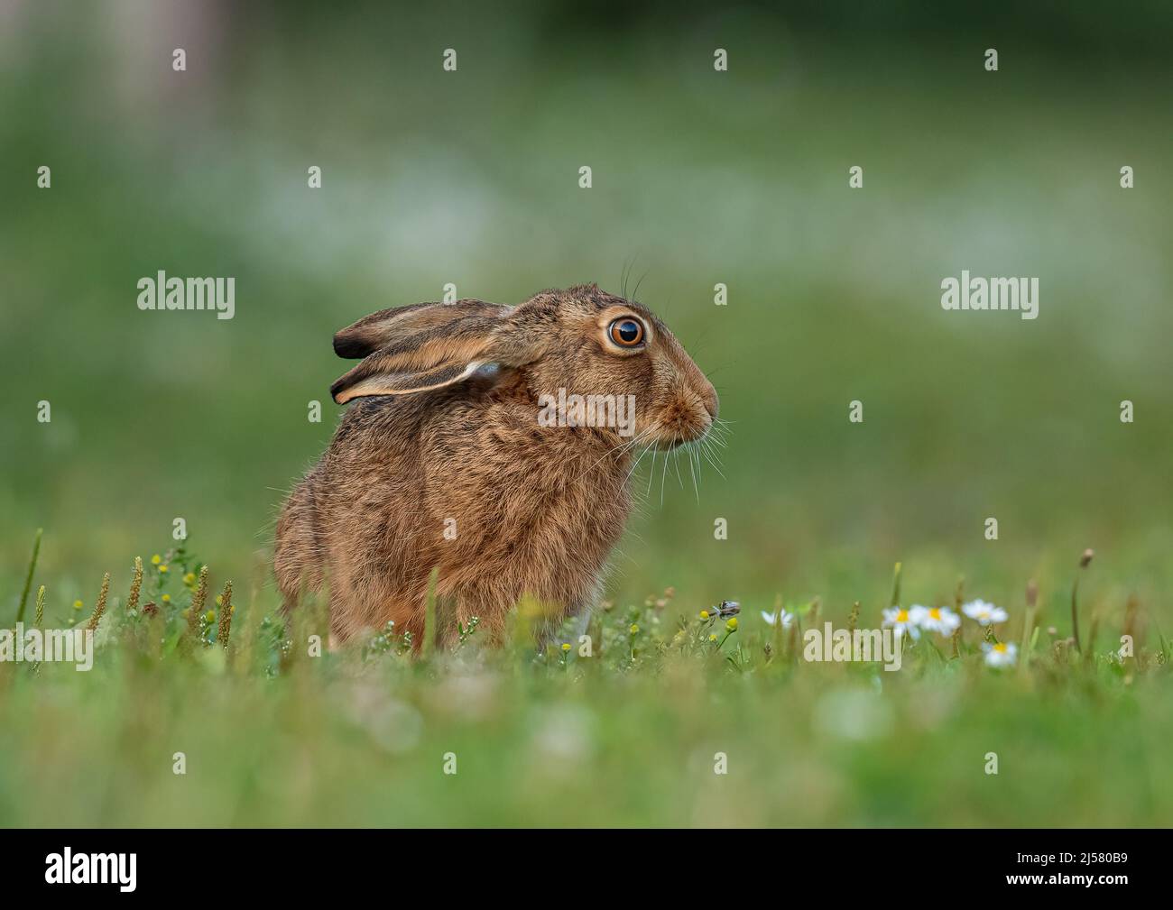 Ein brauner Hase mit großen, hellen Augen, der zwischen den Gänseblümchen und der Unkraut sitzt. Suffolk, Großbritannien Stockfoto