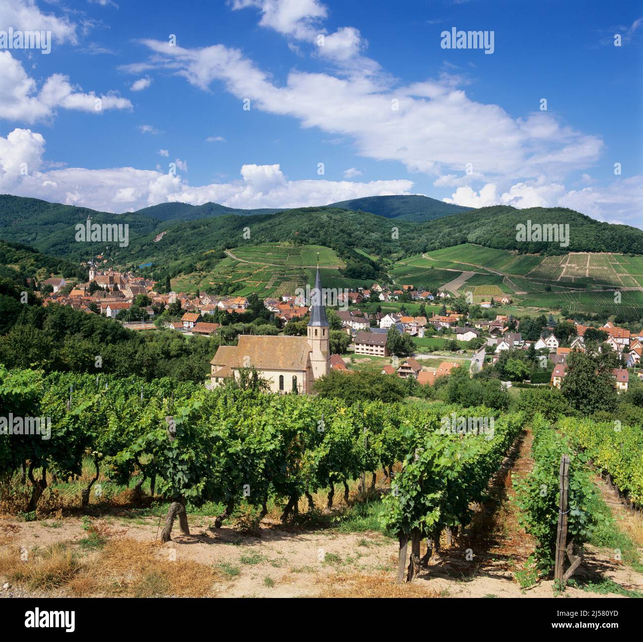 Blick auf die Weinberge und das Dorf Andlau, Andlau, Elsass, Frankreich, Europa Stockfoto