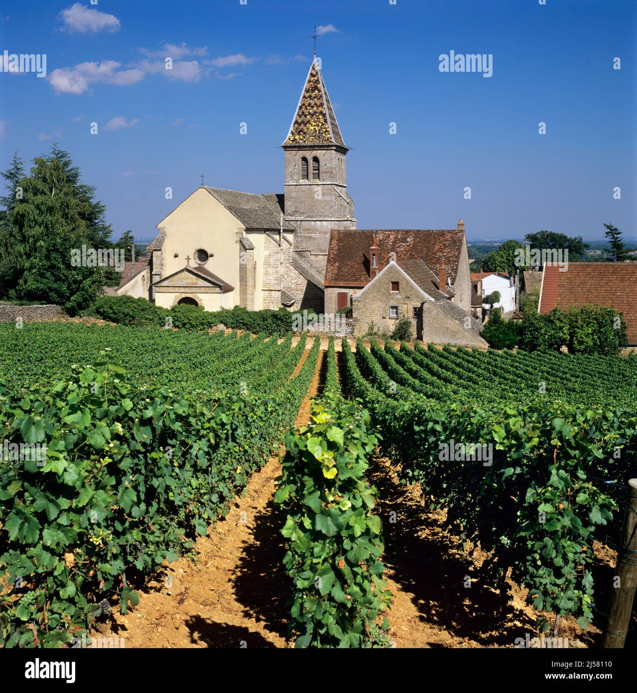Weinberge unterhalb der Kirche im Dorf Fixin an der Grand Crus Route, Fixin, Cote d'Or, Burgund, Frankreich, Europa Stockfoto