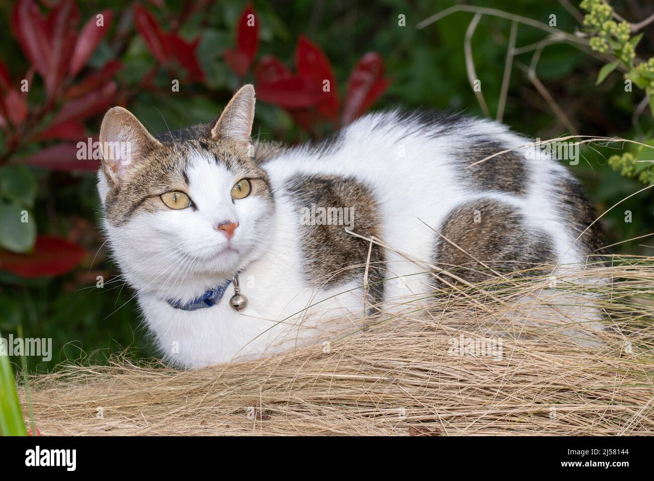 Eine heimische kurzhaarige Katze beobachtet Vögel im Garten Stockfoto