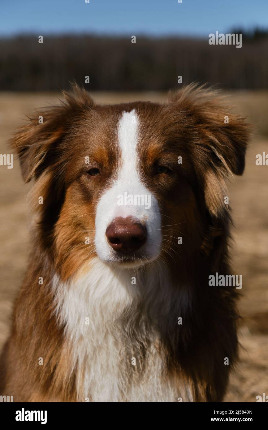 Porträt eines wunderschönen australischen Schäferhundes Nahaufnahme. Aussie Hund ist rot tricolor mit zotteligen lustigen Ohren, Schokoladennase und weißem Streifen auf seinem er Stockfoto