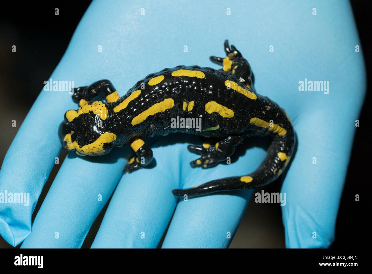 Forschung Zum Salamanderfresser Pilz Bsal, Feuersalamander (Salamandra ...