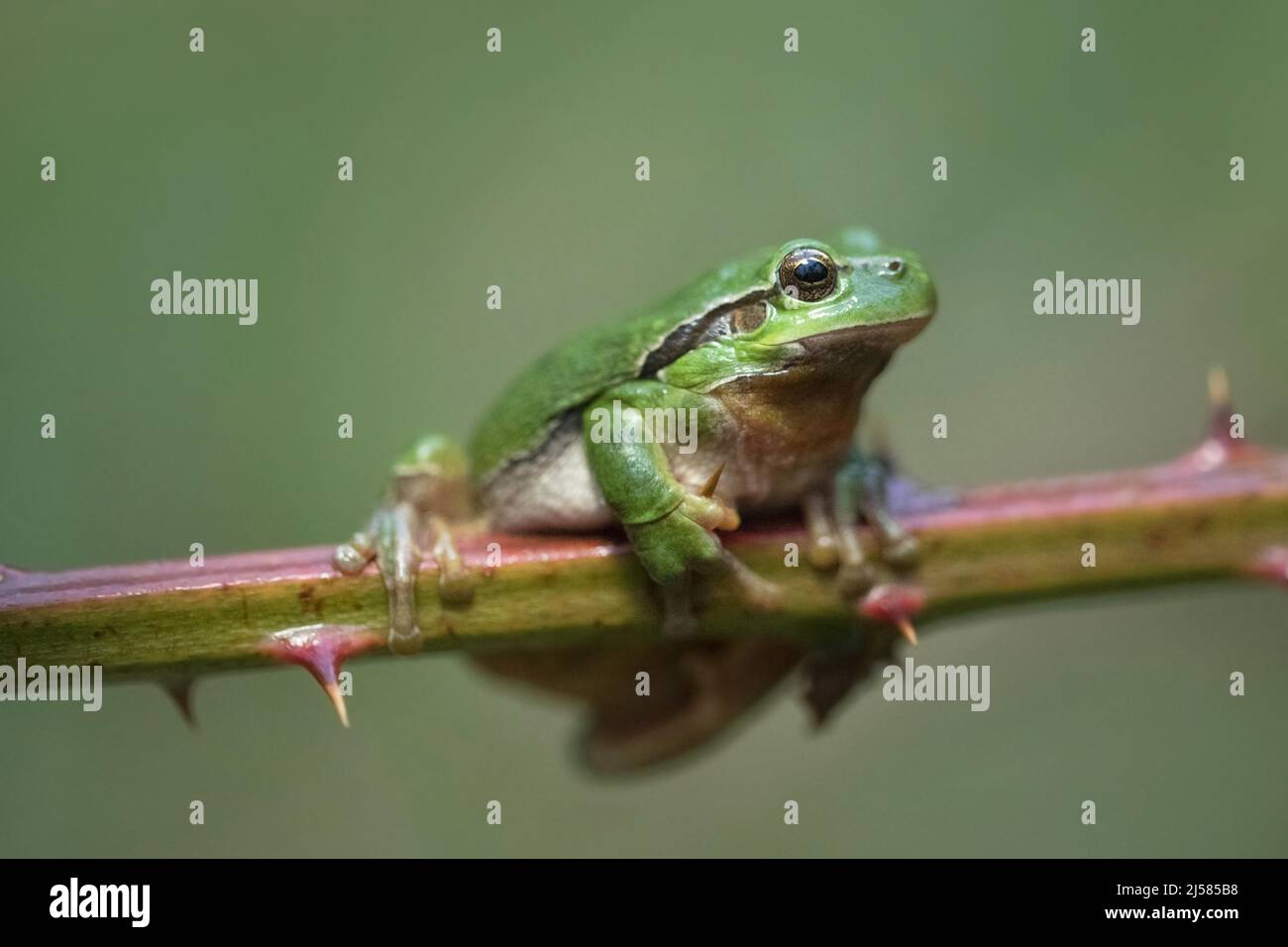 Europäischer Laubfrosch (Hyla arborea), sitzt auf Brombeere, Velbert, Nordrhein-Westfalen, Deutschland Stockfoto