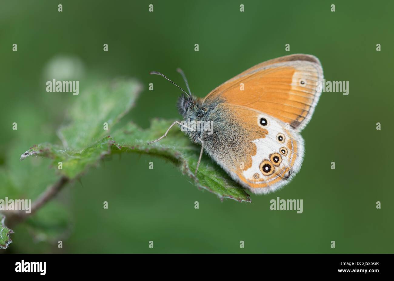 Weißbindige Wiesenvoegelchen (Coenonympha arcania), Falter sitzt auf Blatt, Stolberg, Deutschland Stockfoto