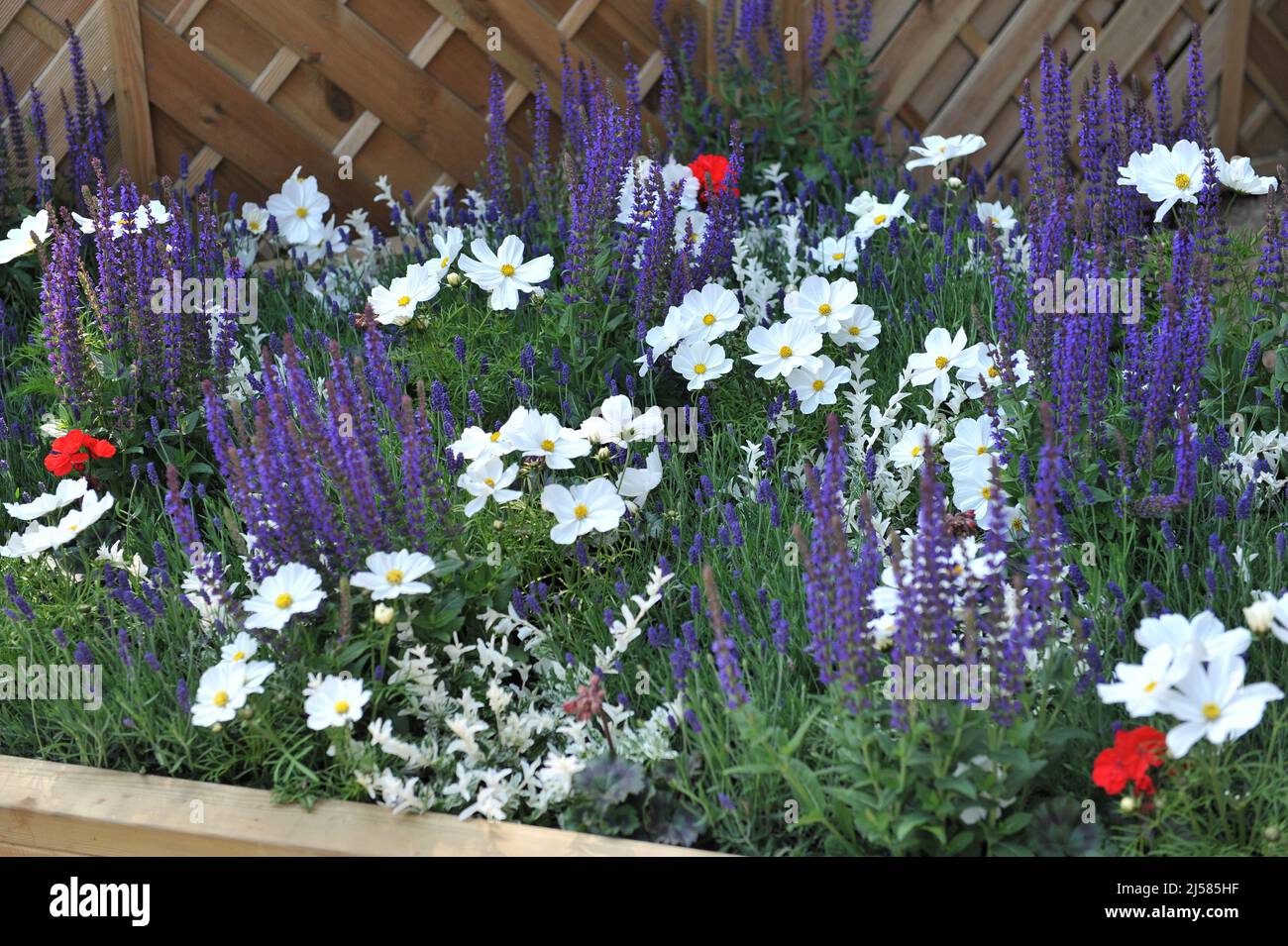 Weiße cosmea (Cosmos bipinnatus) und blauer Waldsalbei (Salvia nemorosa) Karadonna blühen im Mai auf einer Ausstellung in Blumenrandung Stockfoto