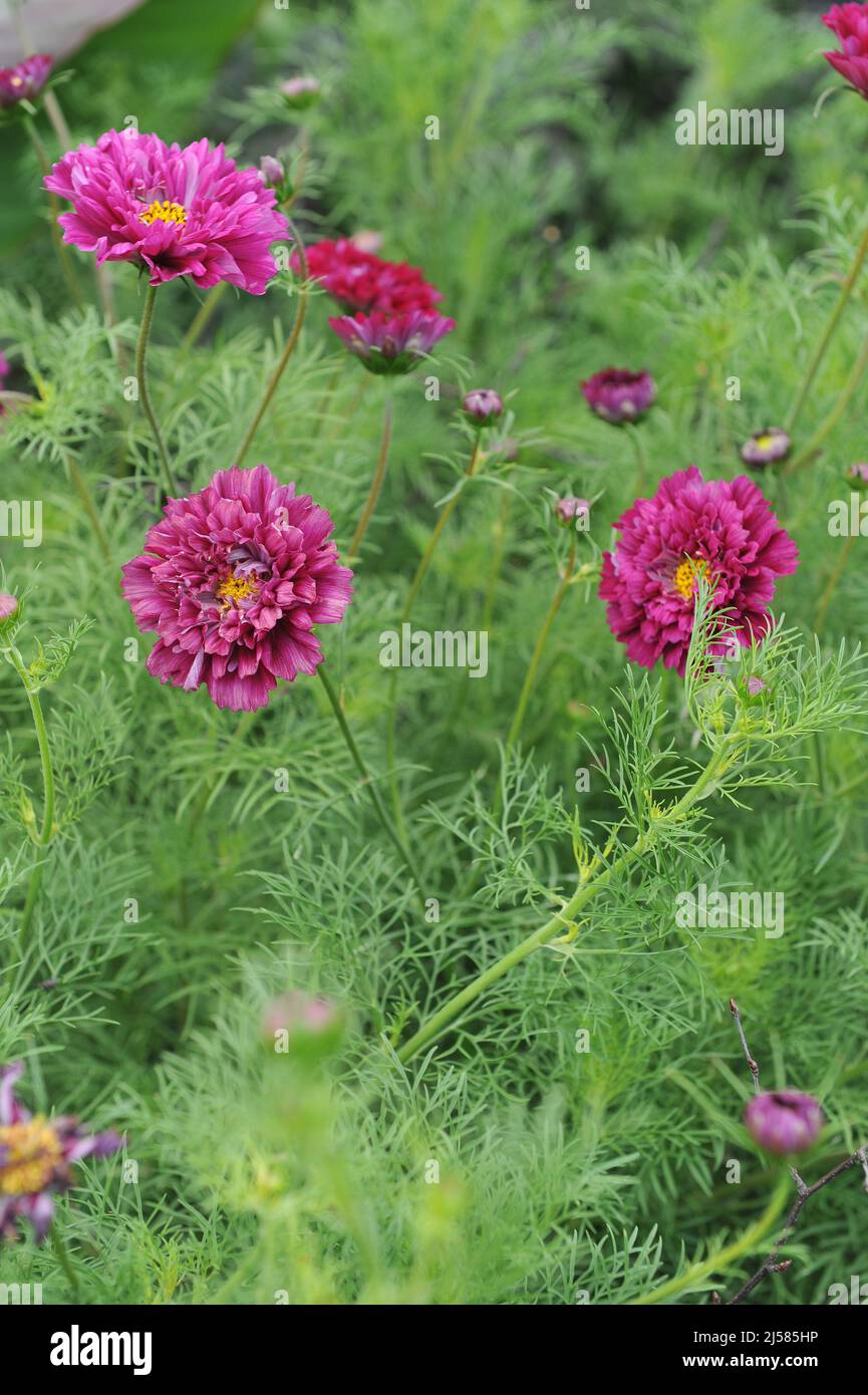 Im Juli blüht in einem Garten die purpurne cosmea (Cosmos bipinnatus) mit Doppelblüten Stockfoto