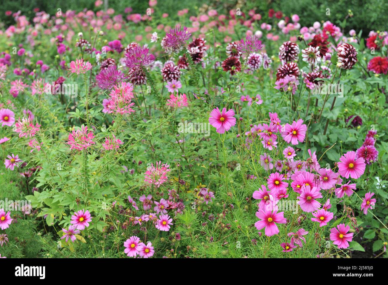 Im August blühen in einem Garten die rosa cosmea (Cosmos bipinnatus), die Spinnenblume (Cleome) und die violette Dahlie an einem Blumenrand Stockfoto