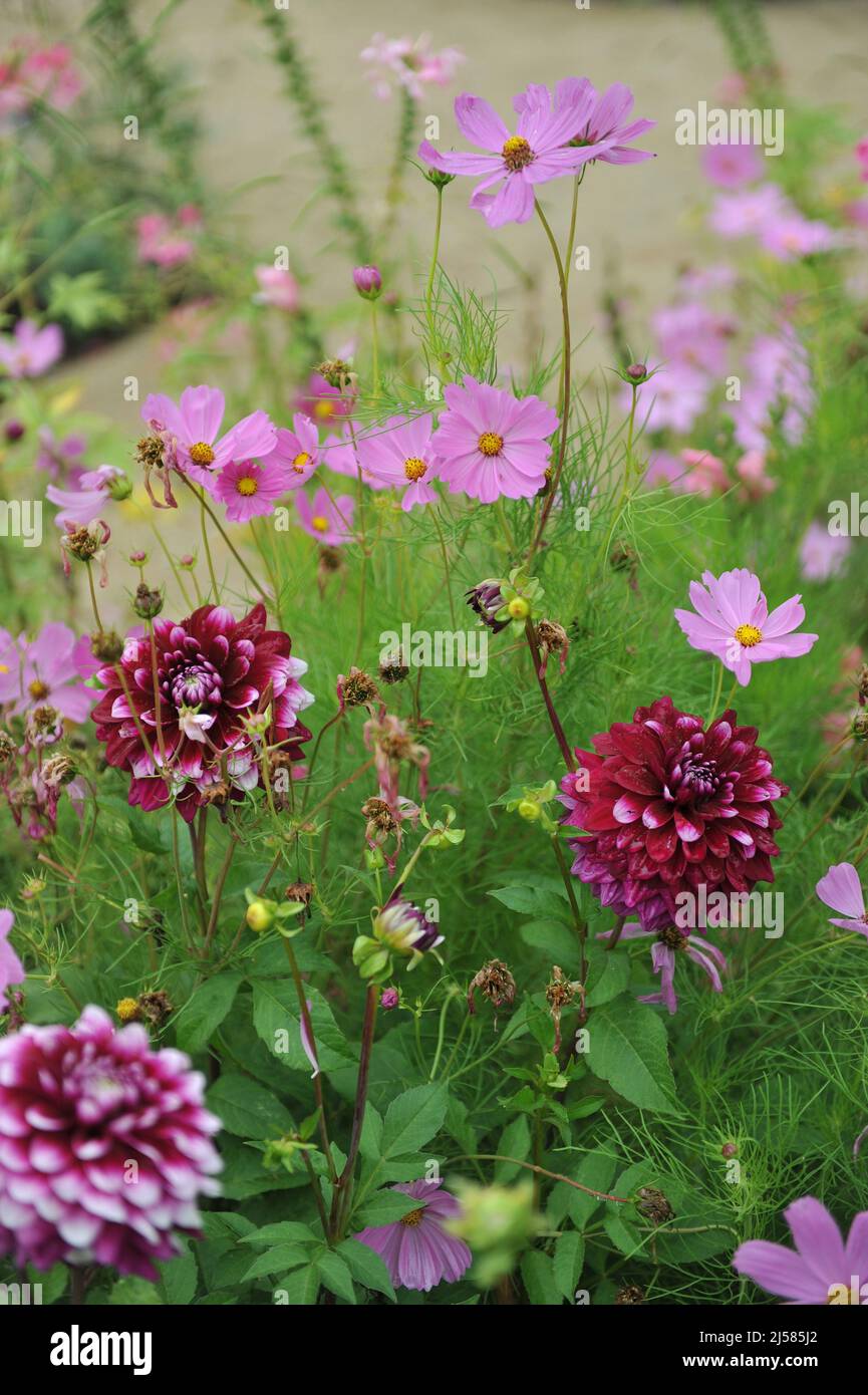 Die rosa cosmea (Cosmos bipinnatus) und die violette Dahlie blühen im August an einem Blumenrand in einem Garten Stockfoto