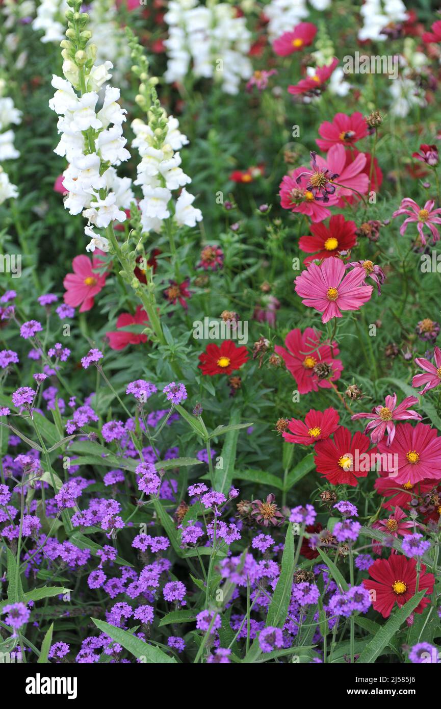 Rote cosmea (Cosmos bipinnatus), weißer gemeiner snapdragon (Antirrhinum majus) und violette Purptop-Vervain (Verbena bonariensis) blühen in einem Garten Stockfoto