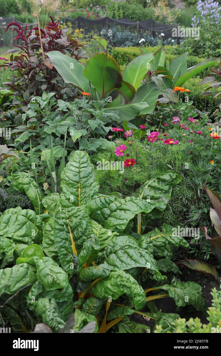 Die rote cosmea (Cosmos bipinnatus) blüht im Juli in einem tropischen Laub und einer Blumenrandung mit Anhänger Amaranth, Tithonia, Canna und Mangold im Garten Stockfoto