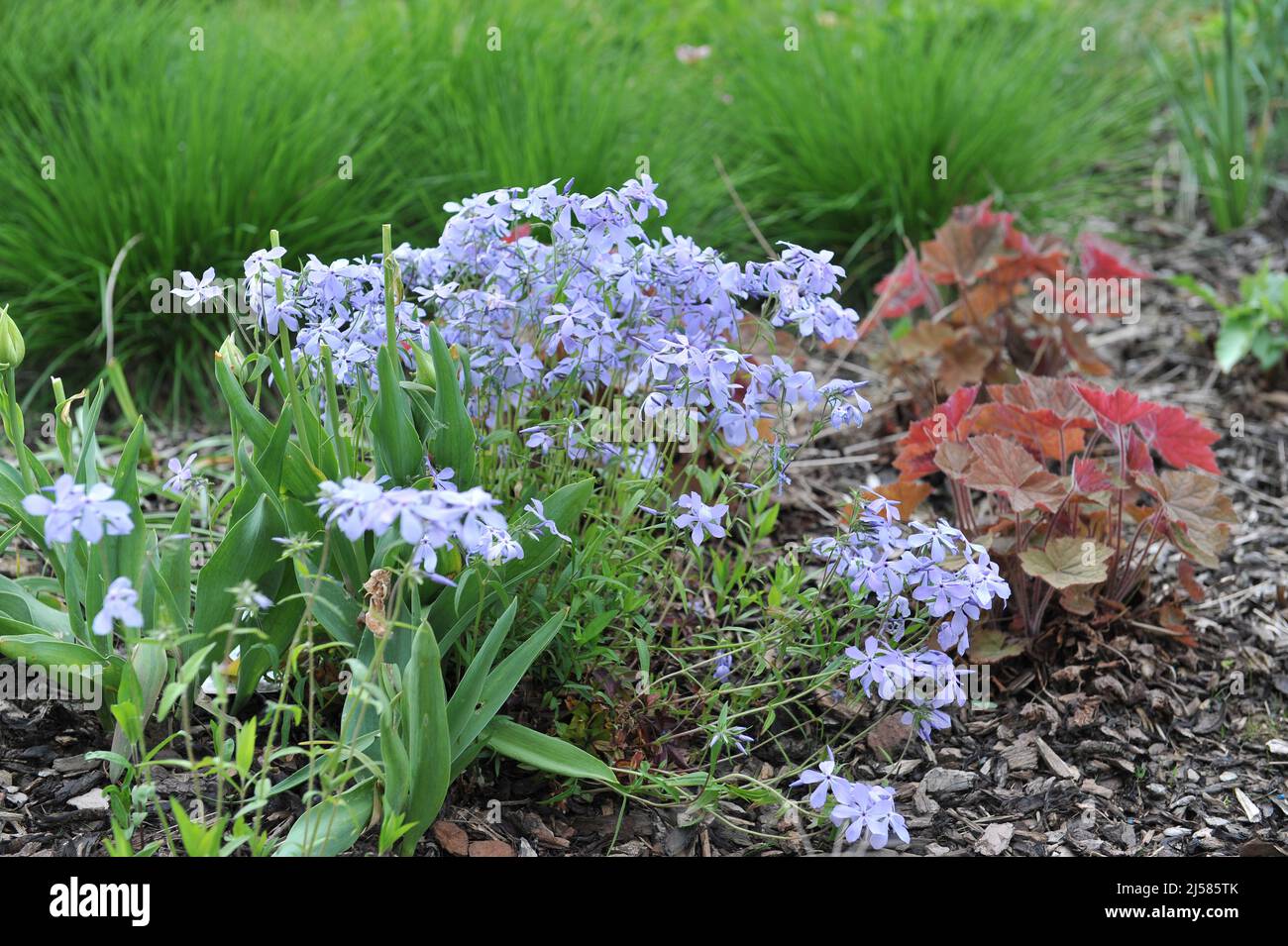 Früh blühende lychnidea Fotos und Bildmaterial in hoher Auflösung Alamy