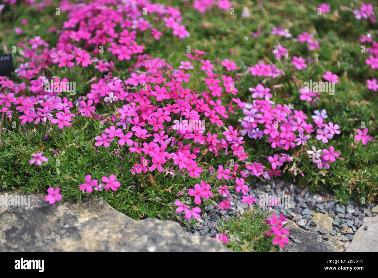 Dunkelrosa getuftete Phlox (Phlox douglasii) im Mai blühen im Garten Crackerjack Stockfoto