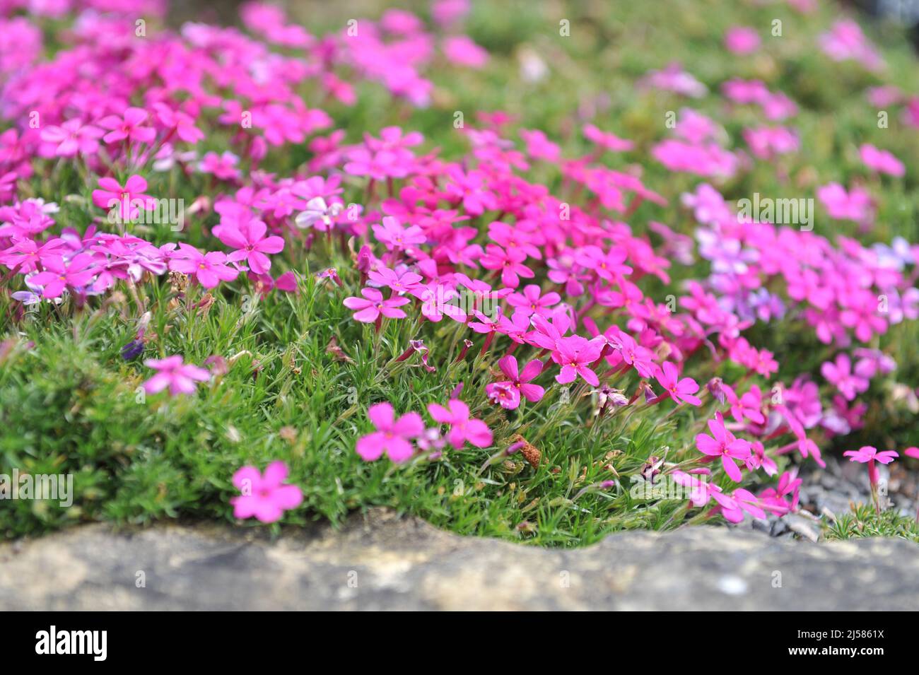 Dunkelrosa getuftete Phlox (Phlox douglasii) im Mai blühen im Garten Crackerjack Stockfoto