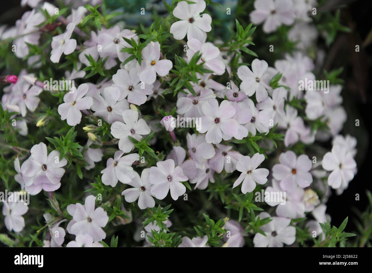 Hellrosa getuftete Phlox (Phlox douglasii) Rosea blüht im Mai in einem Garten Stockfoto