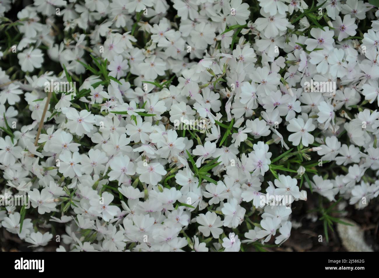 Weiß mit einem rosa Auge Moos Phlox (Phlox subulata) erstaunliche Gnade blühen in einem Garten im Mai Stockfoto