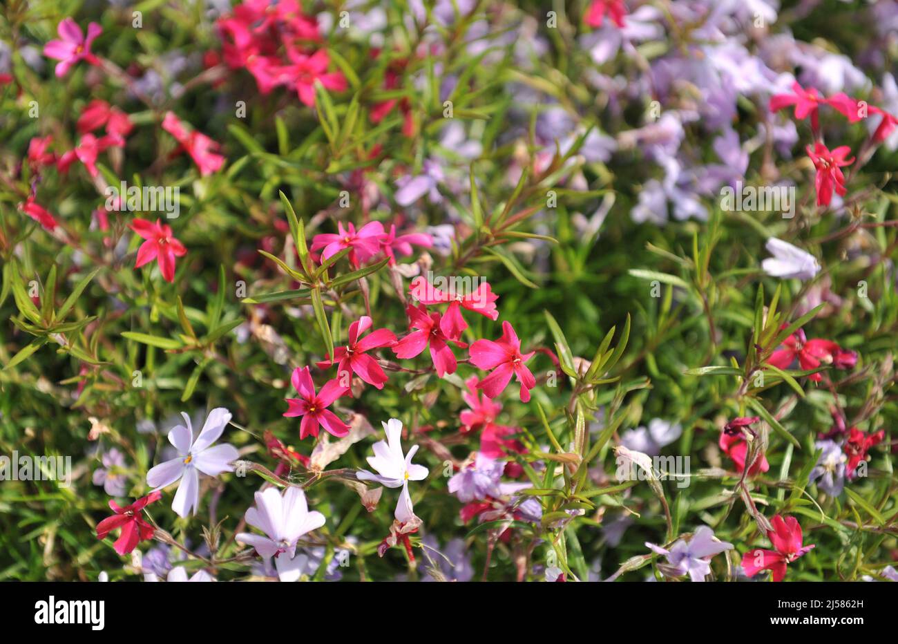 Rötlich-rosa Moosphlox (Phlox subulata) im Mai blüht die Atropurpurea in einem Garten Stockfoto