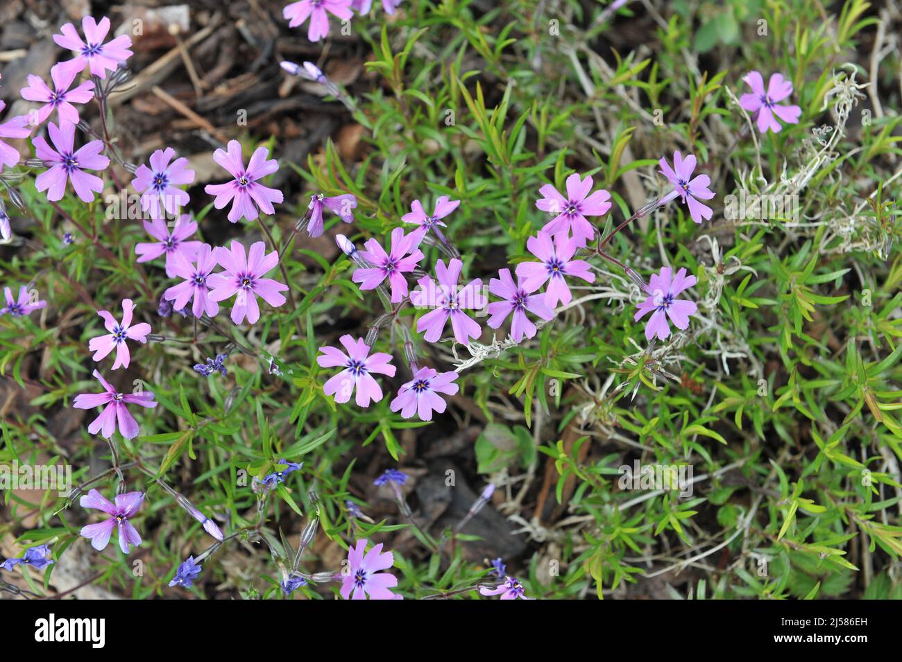 Violett-violettes Moosphlox (Phlox subulata) Purple Schönheit blüht im Mai in einem Garten Stockfoto