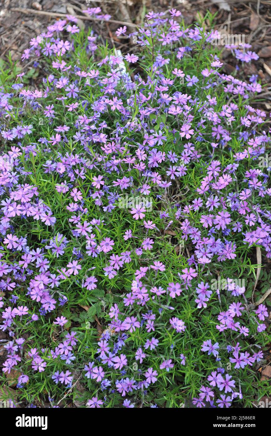 Violett-violettes Moosphlox (Phlox subulata) Purple Schönheit blüht im Mai in einem Garten Stockfoto