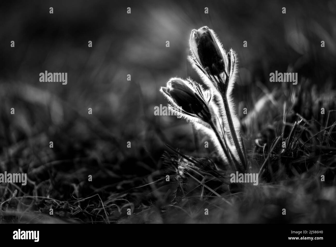 Pasque-Blume (Pulsatilla vulgaris), NP Eifel, Deutschland Stockfoto