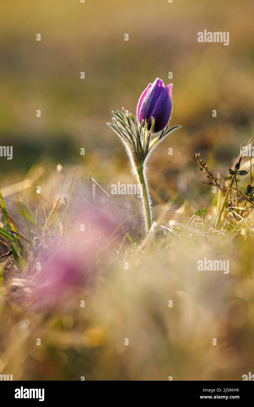 Pasque-Blume (Pulsatilla vulgaris), NP Eifel, Deutschland Stockfoto